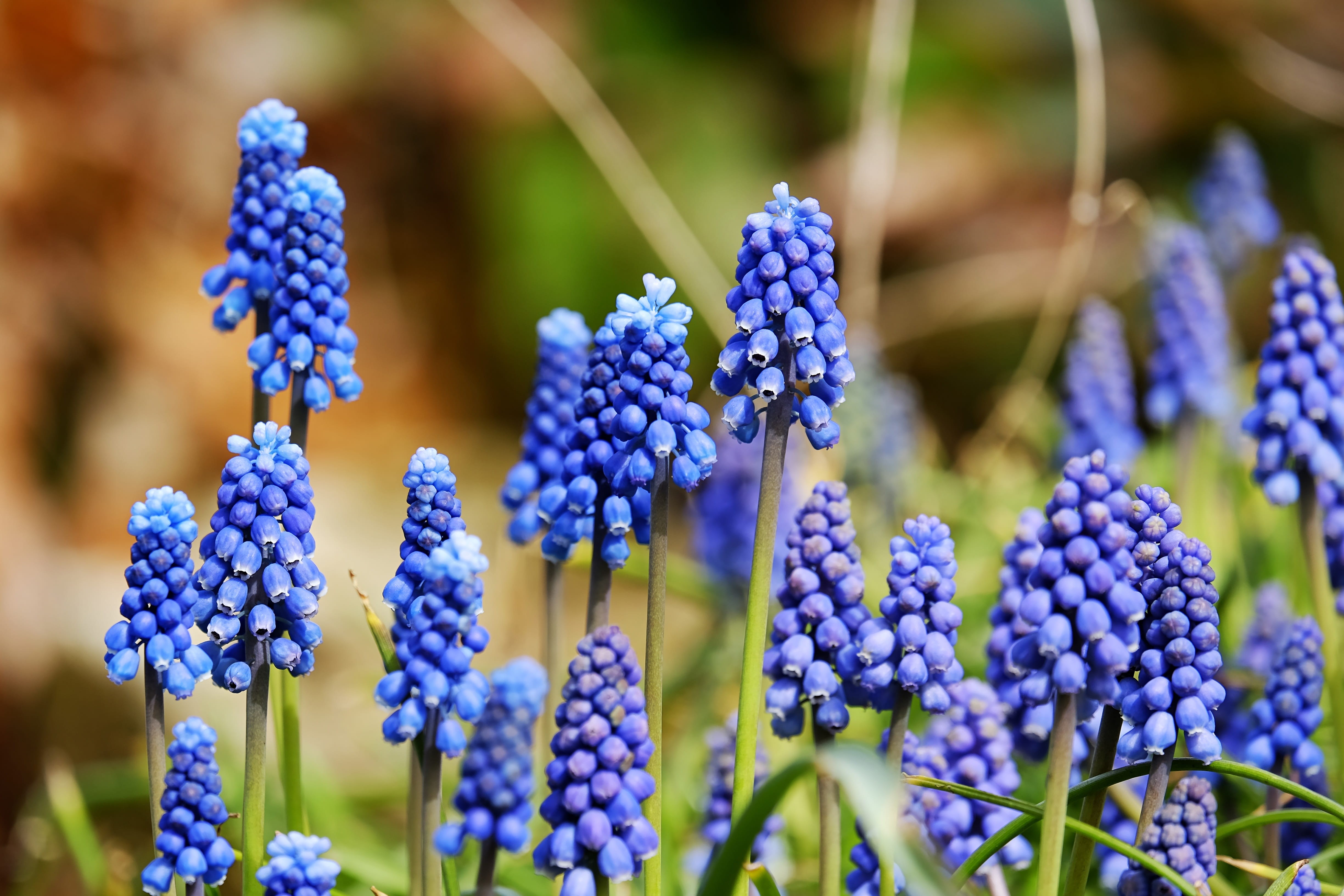 vulnerability, day, hyacinth, beauty in nature, garden plant, colorful, traubenförmige inflorescences, flower, garden, bunch of flowers, selective focus, HD Wallpaper