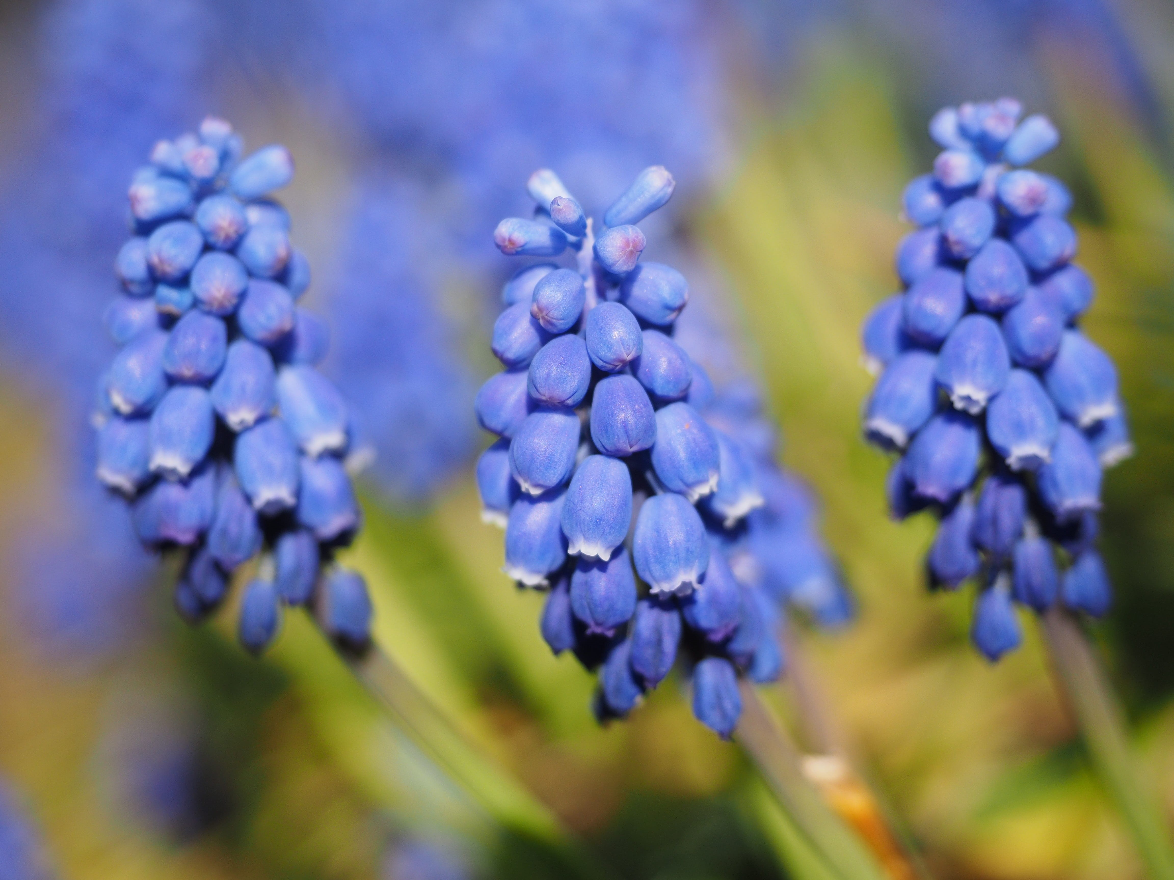 asparagus plant, day, flowering plant, muscari botryoides, close-up, bright, vineyard traubenhyazinthe, overlooked traubenhyazinthe, Muscari, inflorescence, HD Wallpaper