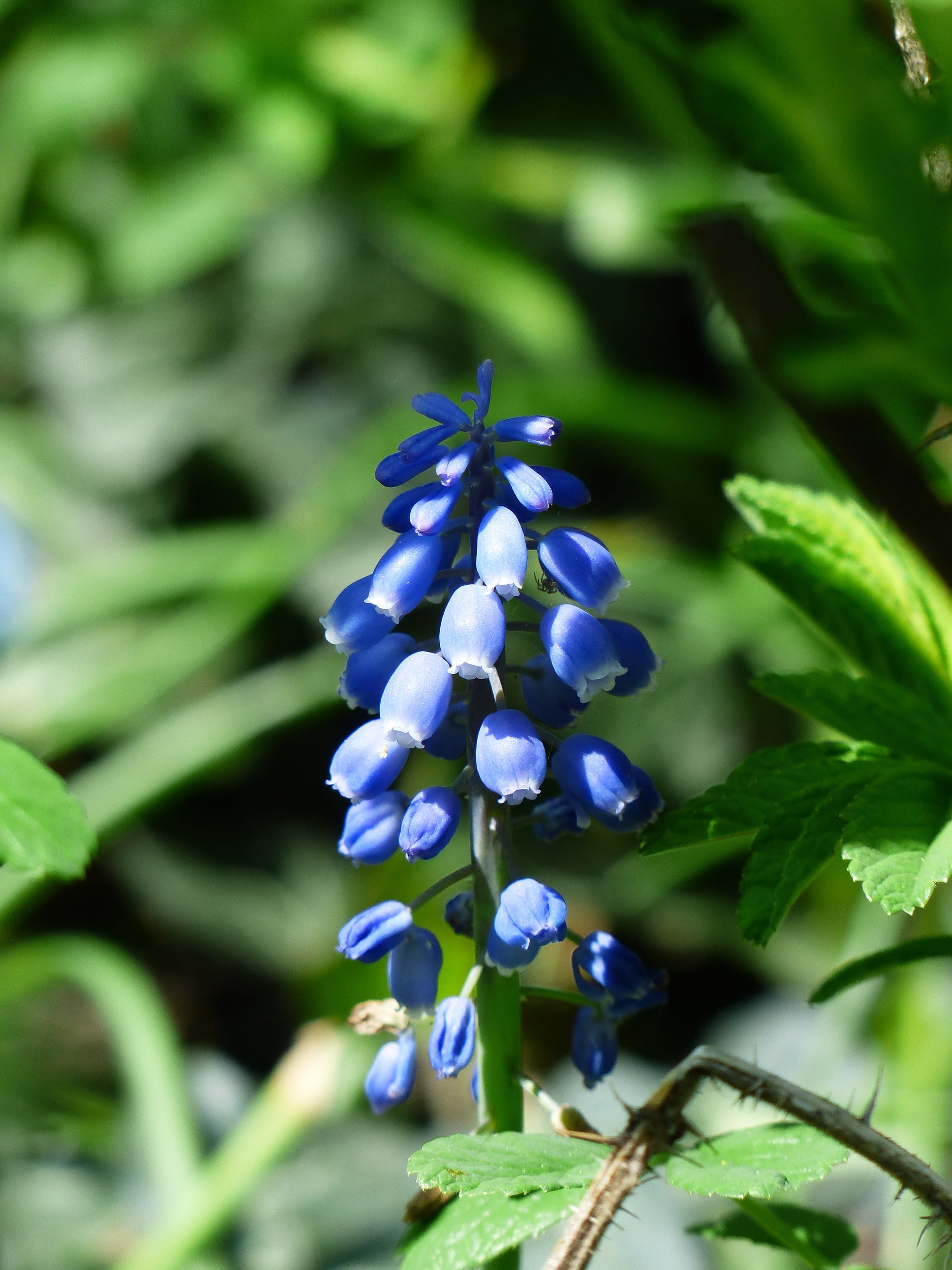 plant, garden, bell, flower head, bright, colorful, Grape Hyacinth, inflorescences, flowering plant, blossom, vulnerability, spring, purple, asparagus plant, Phone HD Wallpaper