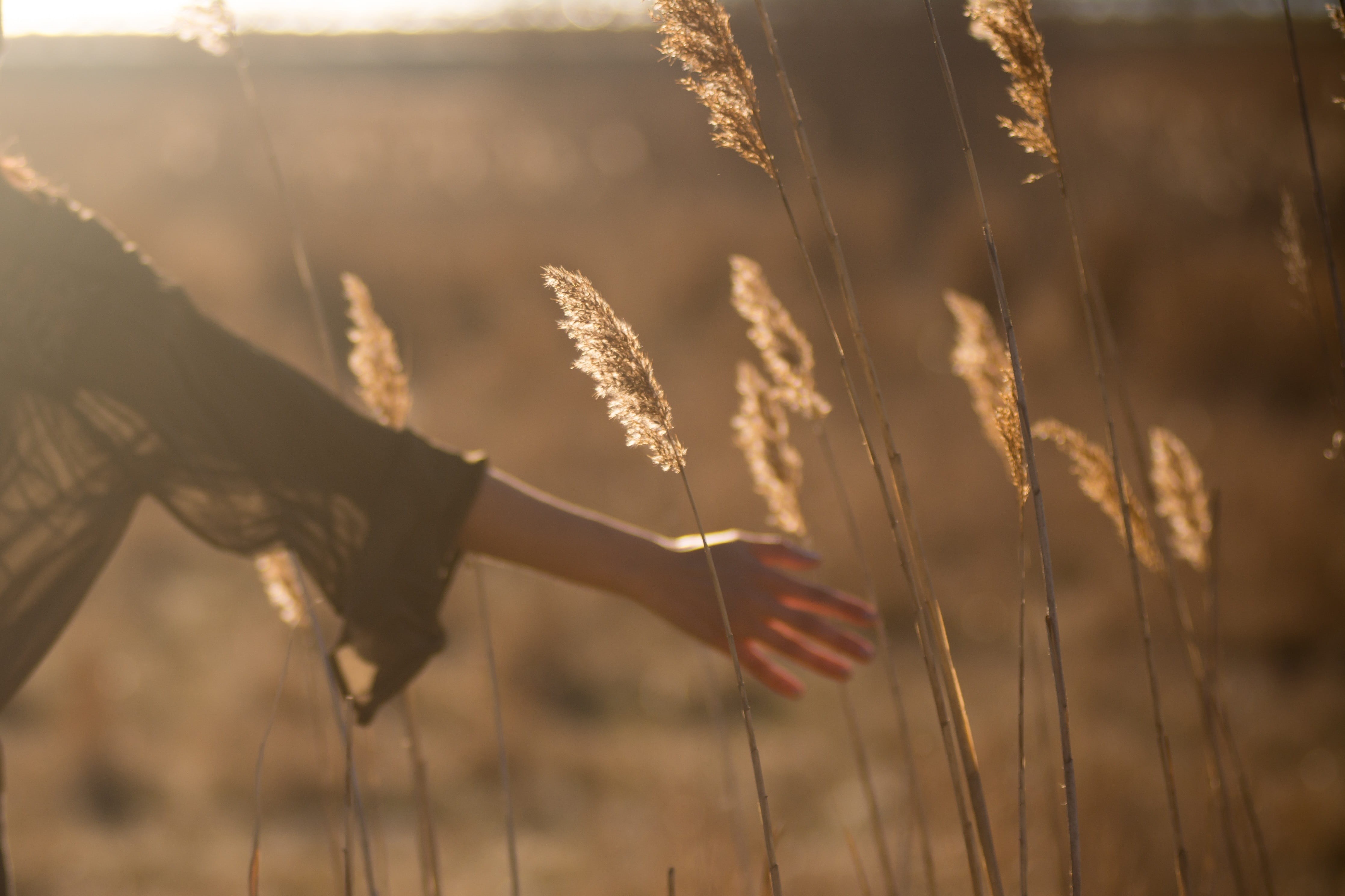 stalk, sunlight, selective focus, land, grasses, agriculture, growth, rural scene, tranquility, field, woman, yield, focus on foreground, outdoors, grass, HD Wallpaper