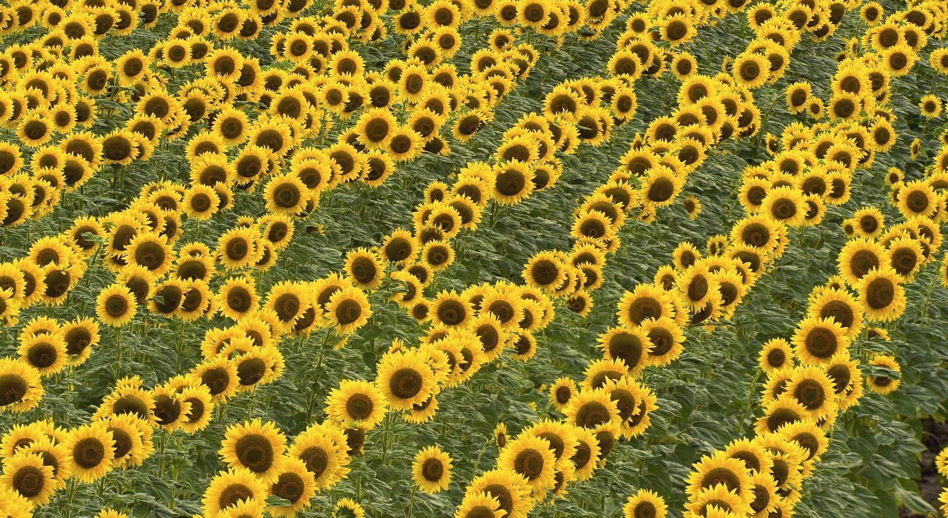 series, summer, no people, field, yellow, plant, growth, animal, 1080P, pattern, beauty in nature, nature, outdoors, full frame, land, scenics - nature, HD Wallpaper