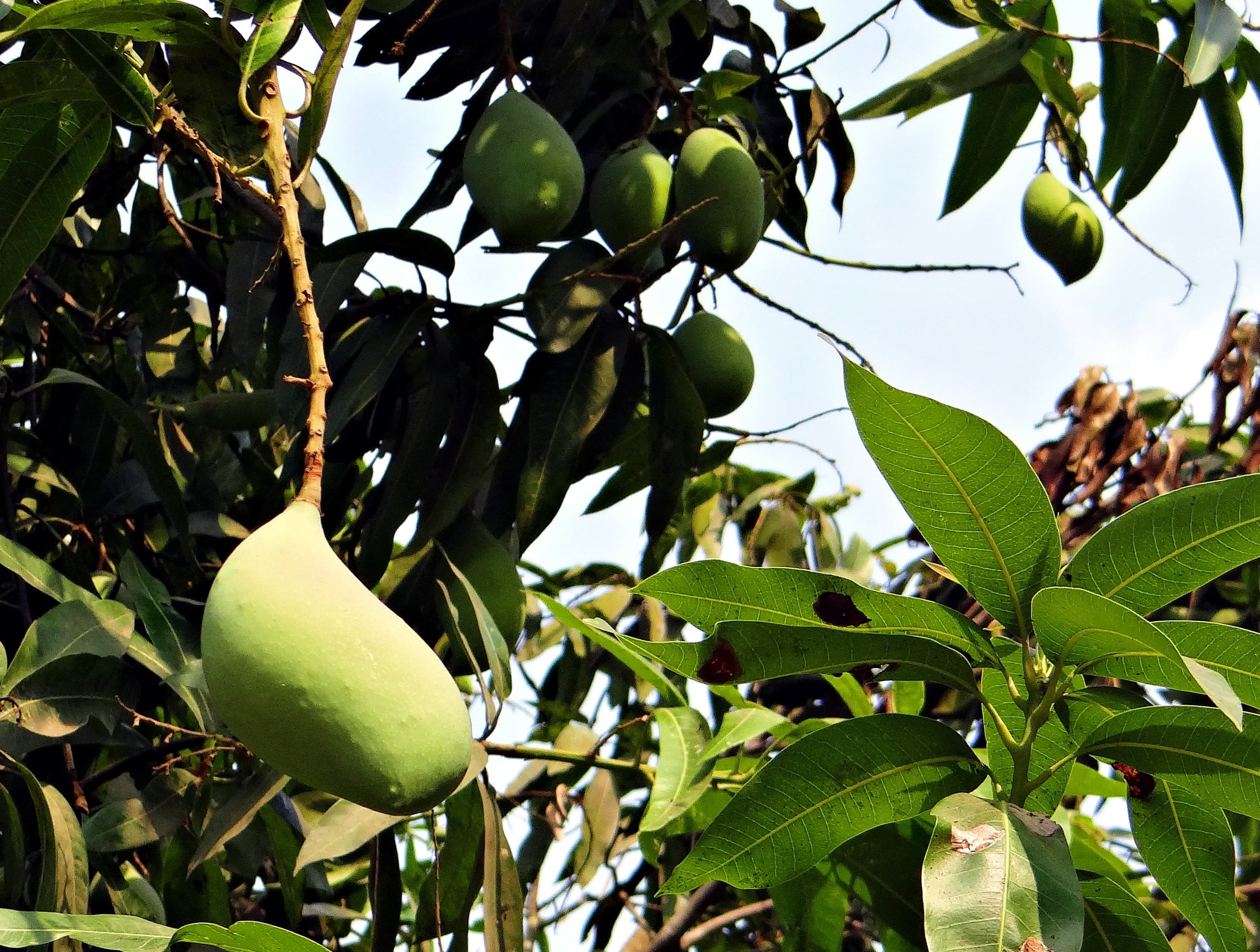 growth, tree, fruit, plant part, agriculture, beauty in nature, healthy eating, plant, mango, outdoors, nature, branch, leaf, tropical, wellbeing, freshness, HD Wallpaper