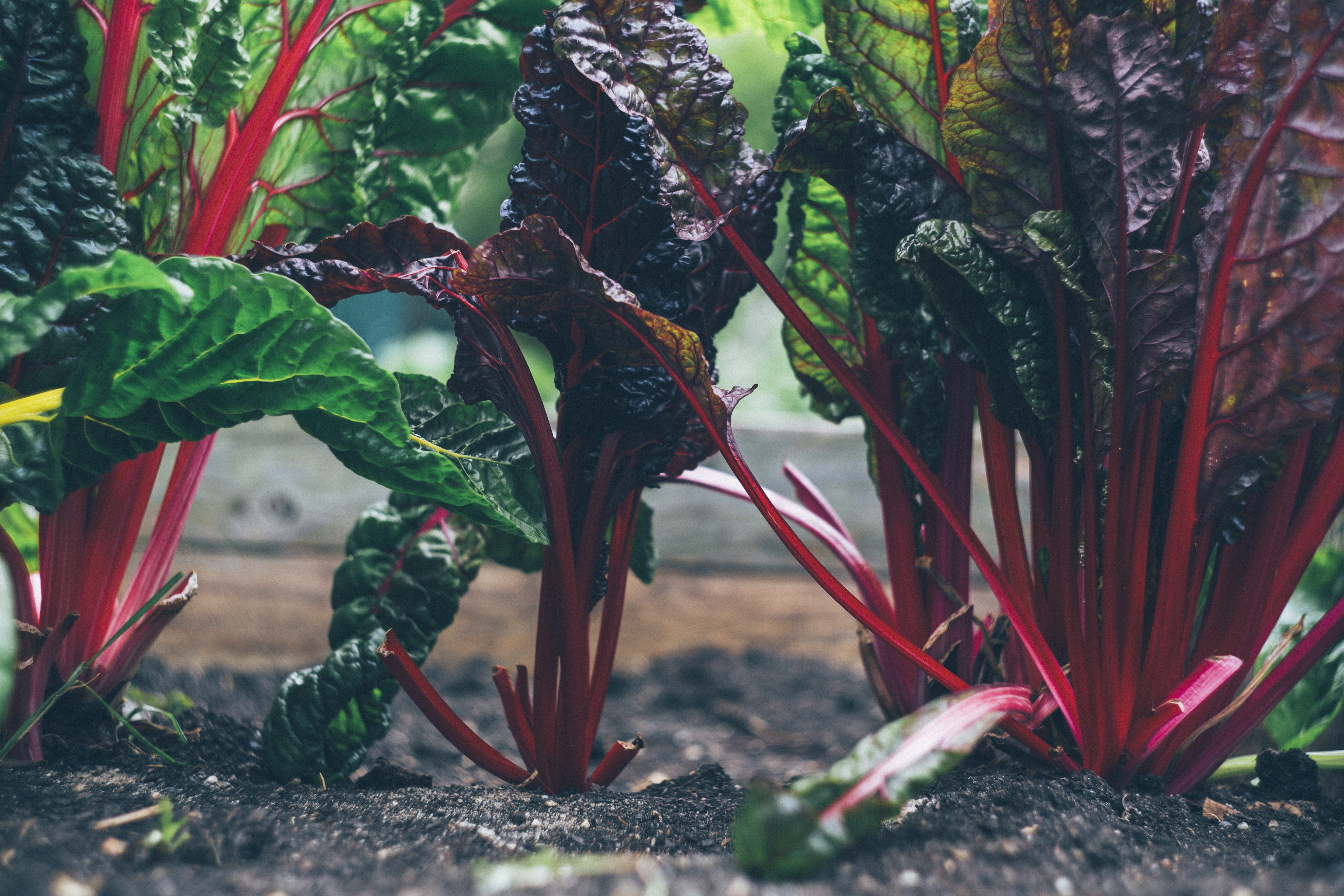 yield, growth, selective, leafed, day, vegetable, photography, mangold, tranquility, raised bed, selective focus, green color, food, focus, gardening, veggie patch, HD Wallpaper