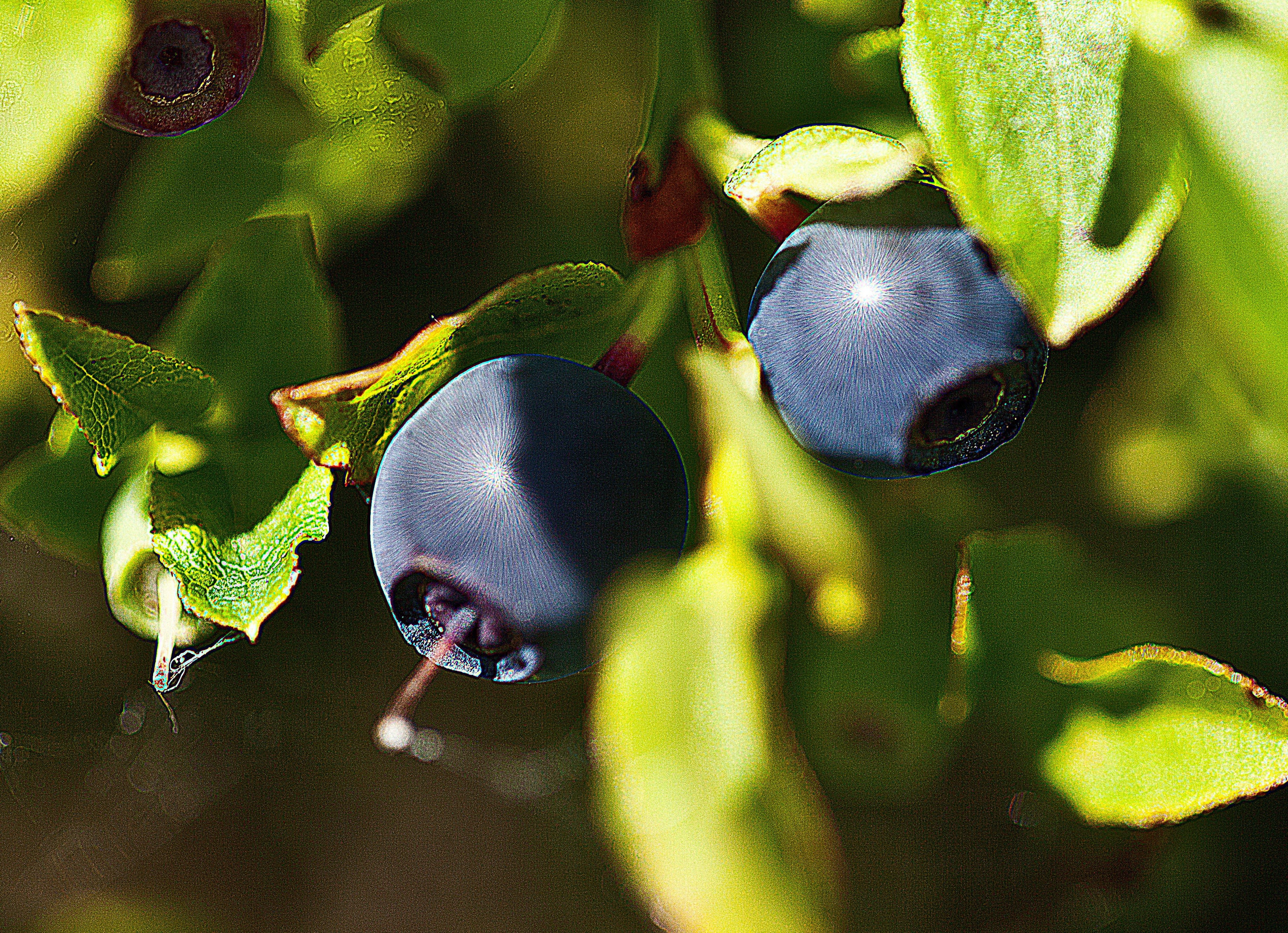 yield, forest fruits, freshness, plant, beauty in nature, blueberries, vegetation, fruit, leaf, animal, animals in the wild, animal wildlife, fresh, animal themes, HD Wallpaper