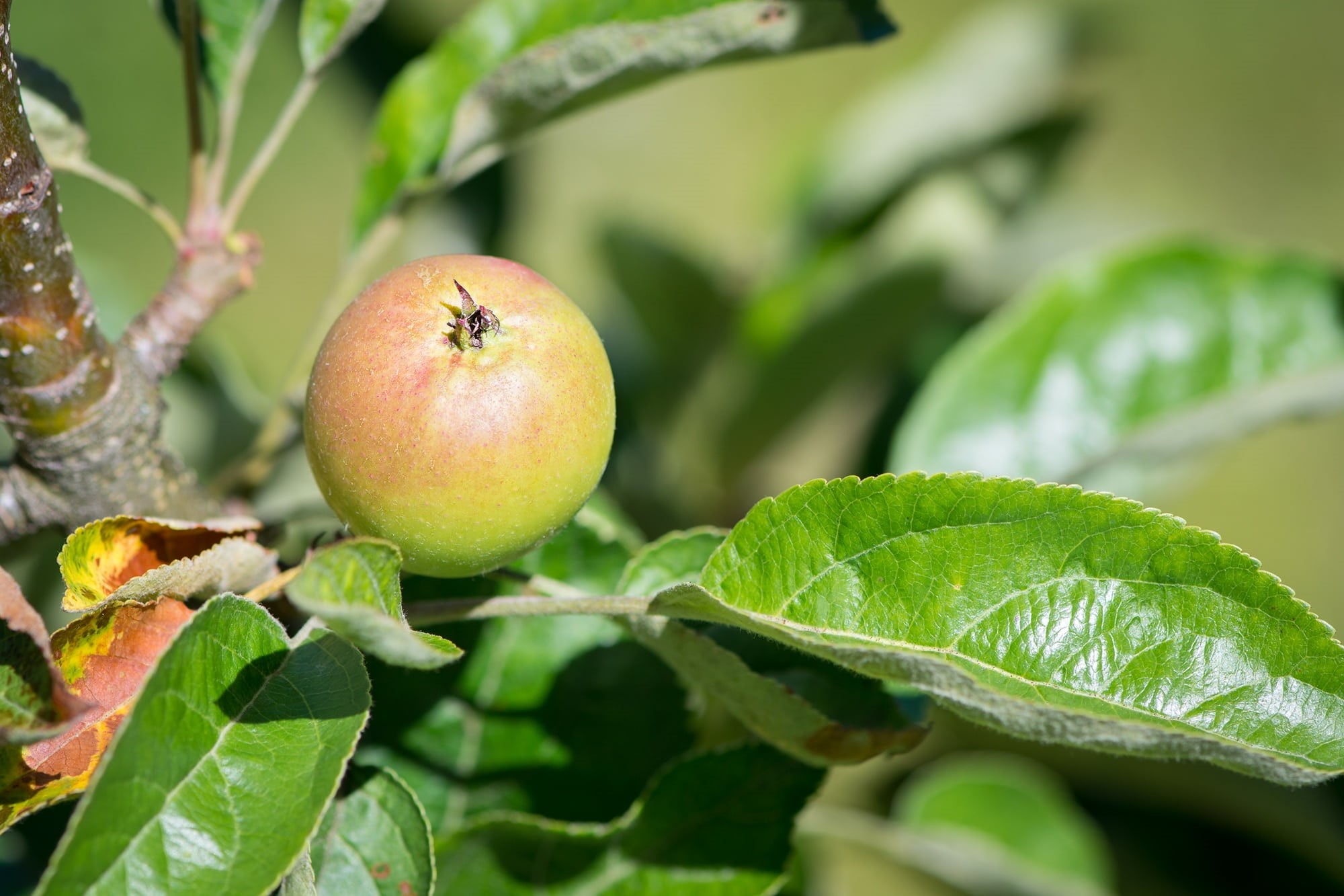 food, focus on foreground, apple - fruit, plant part, apple, vegetable garden, bio, garden, yield, plant, fruit, green color, mature, immature, close, freshness, HD Wallpaper