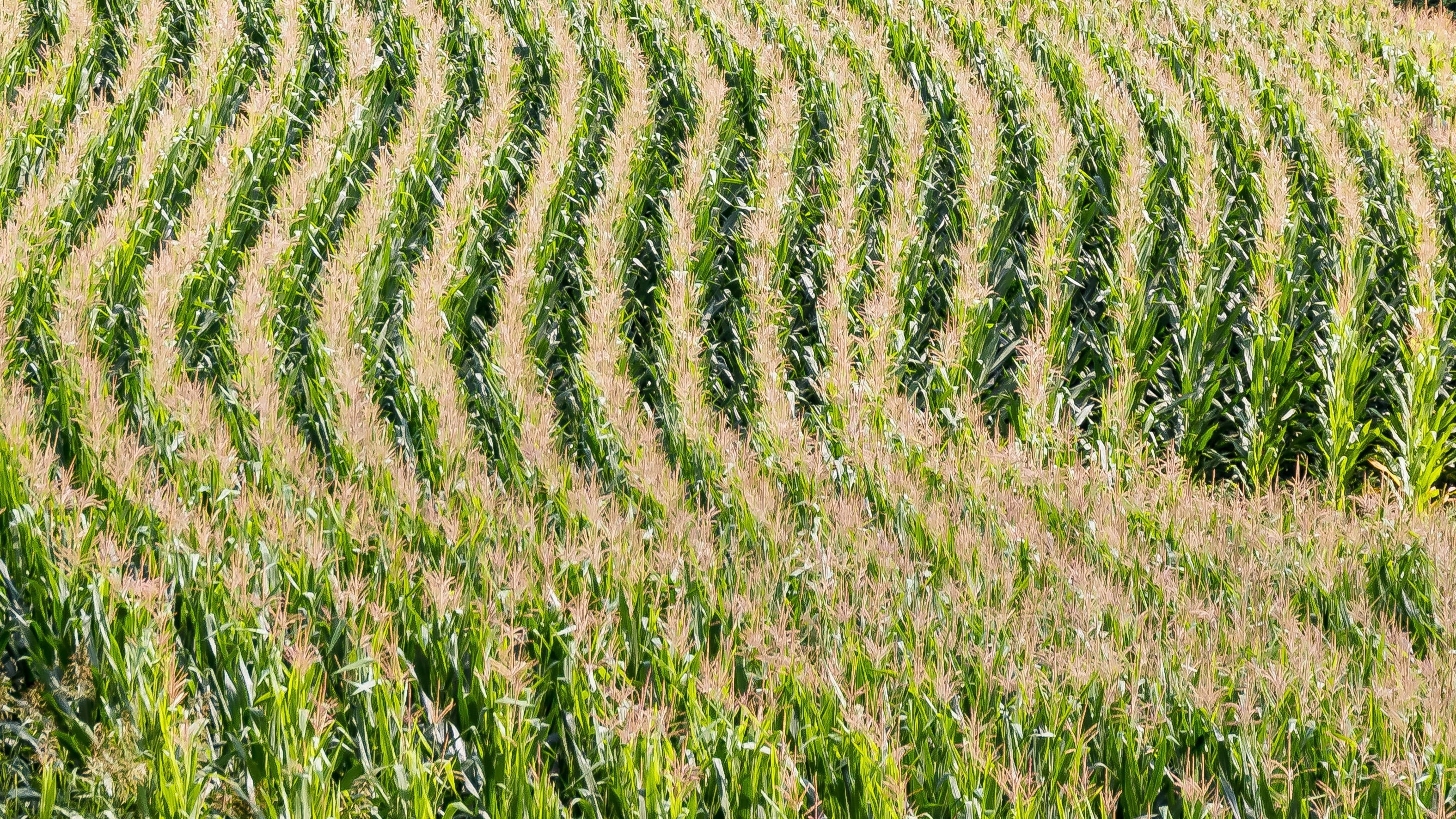 rice, landscape, 2K, rural scene, tranquil scene, field, land, day, plantation, tranquility, farm, nature, yield, environment, corn, arches, scenics - nature, HD Wallpaper
