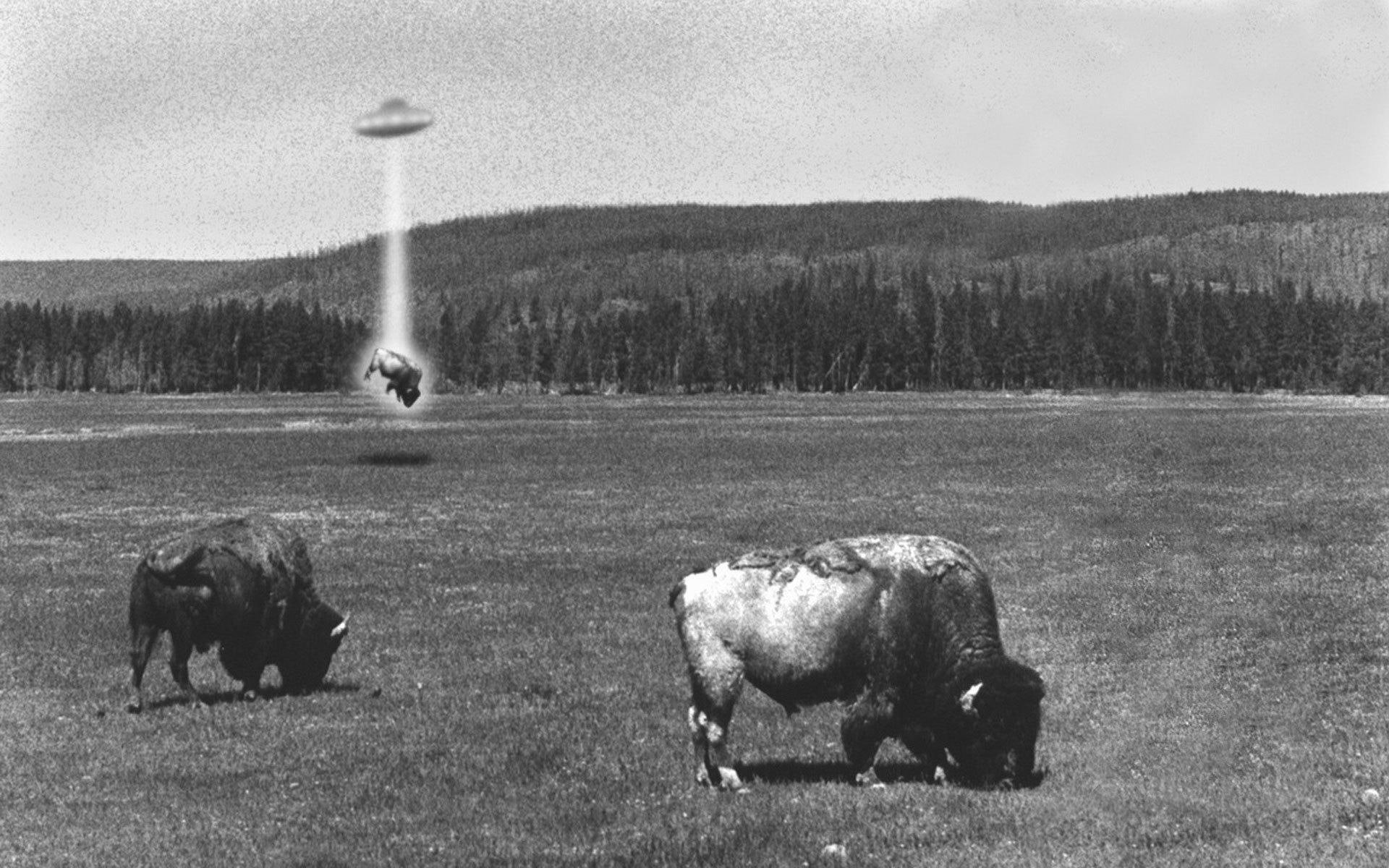 buffalo, 1080P, animals, info, abduction, leak, HD Wallpaper