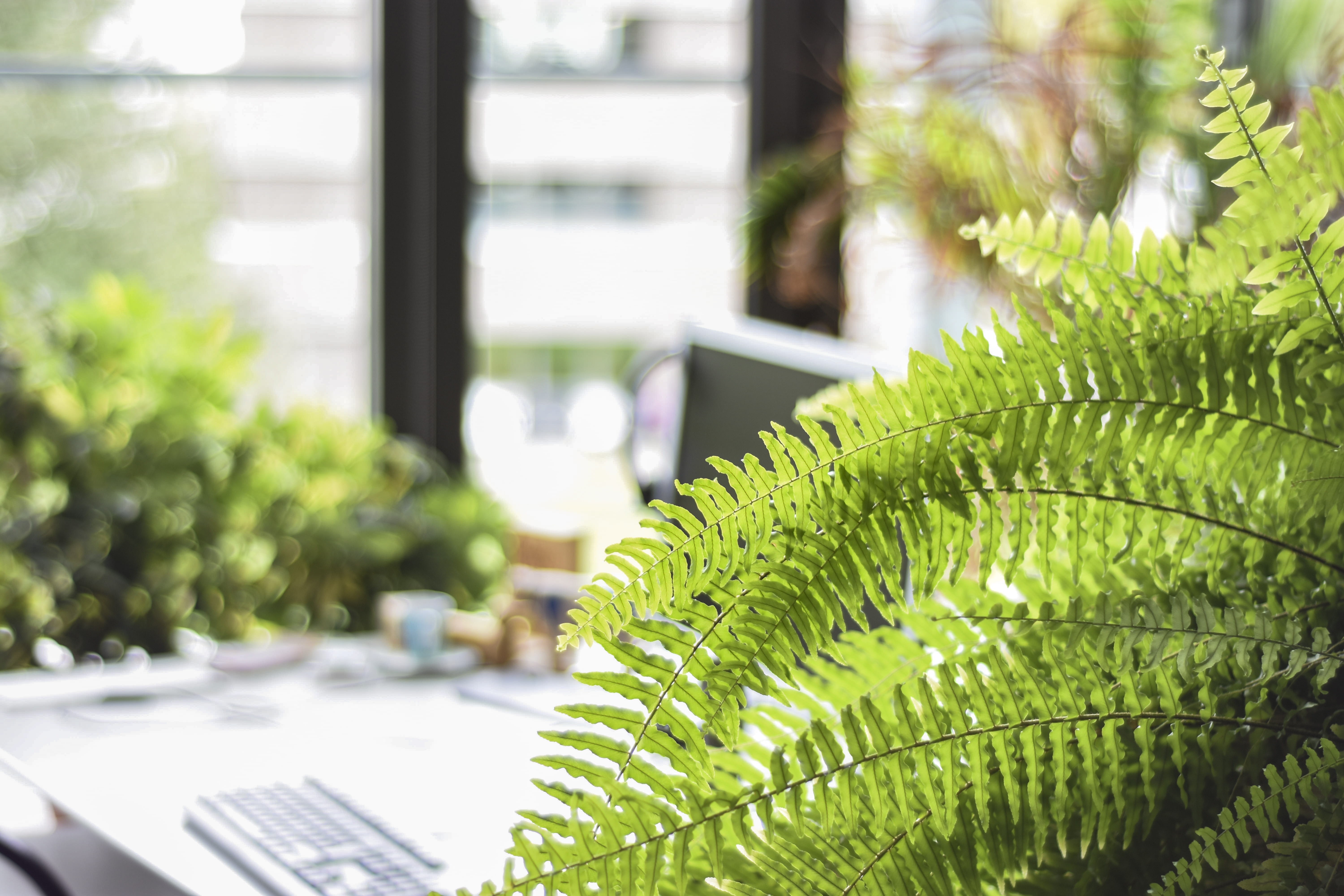 computer, workstation, selective, architecture, houseplant, no people, happy, focus, fern, 5K, beauty in nature, plant, close-up, growth, selective focus, HD Wallpaper