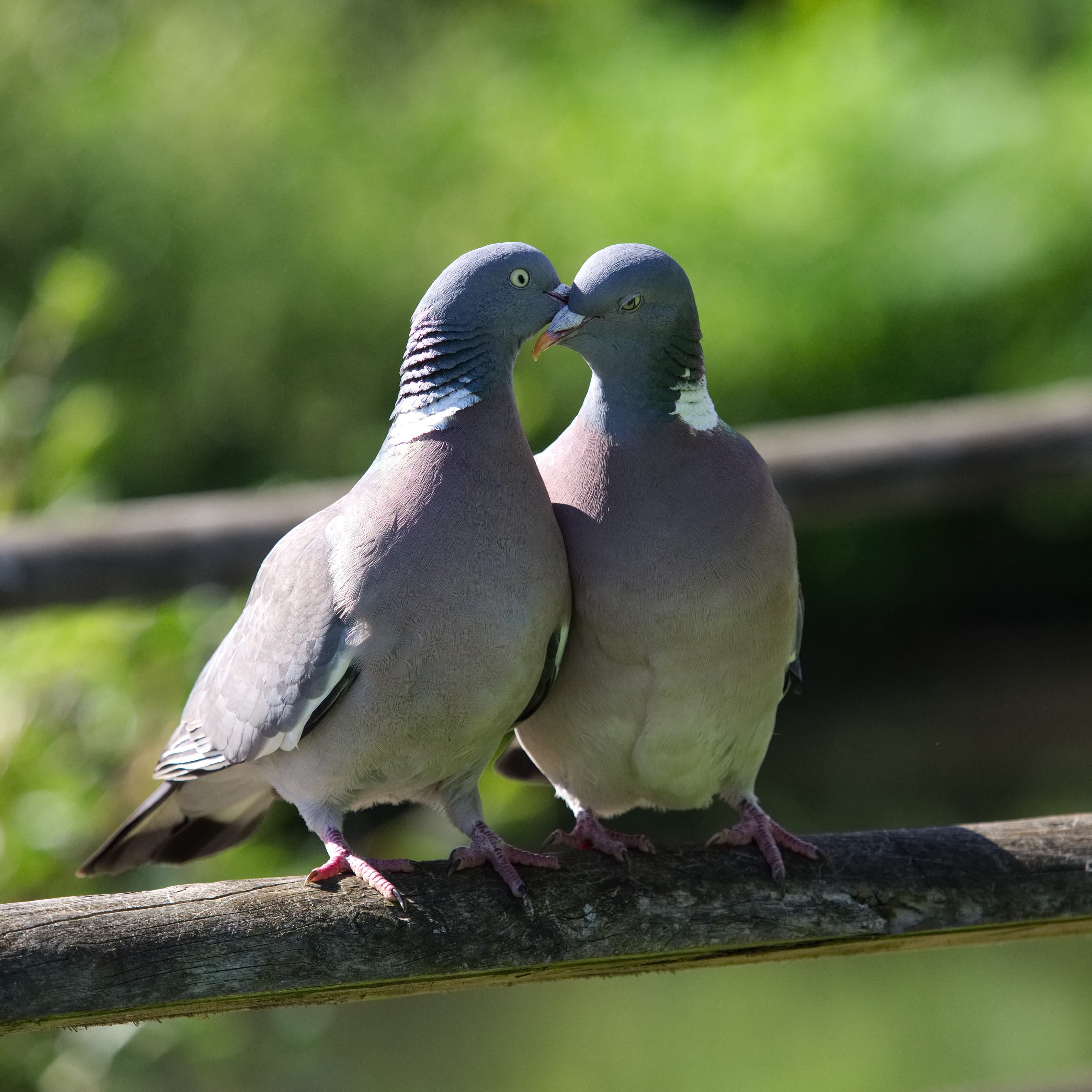gray, clinch, positive emotion, branch, whisper, bird, full length, close-up, daytime, animals in the wild, day, outdoors, meeting, group of animals, pair, Phone HD Wallpaper