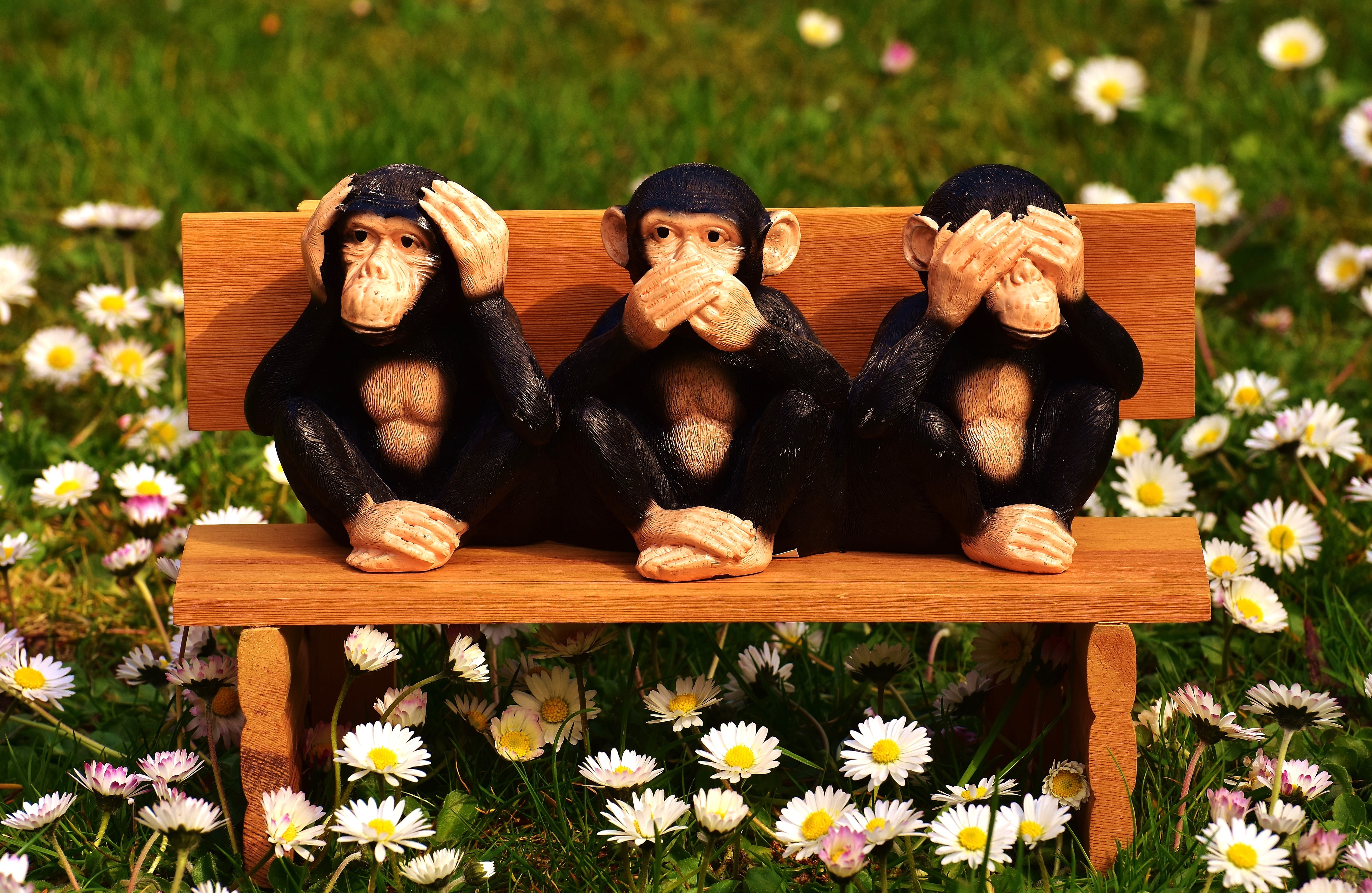 sitting, not see, bank, monkey, figures, 5K, art and craft, sit, wise, flower, three, flowering plant, toy, portrait, wood - material, plant, animal wildlife, HD Wallpaper