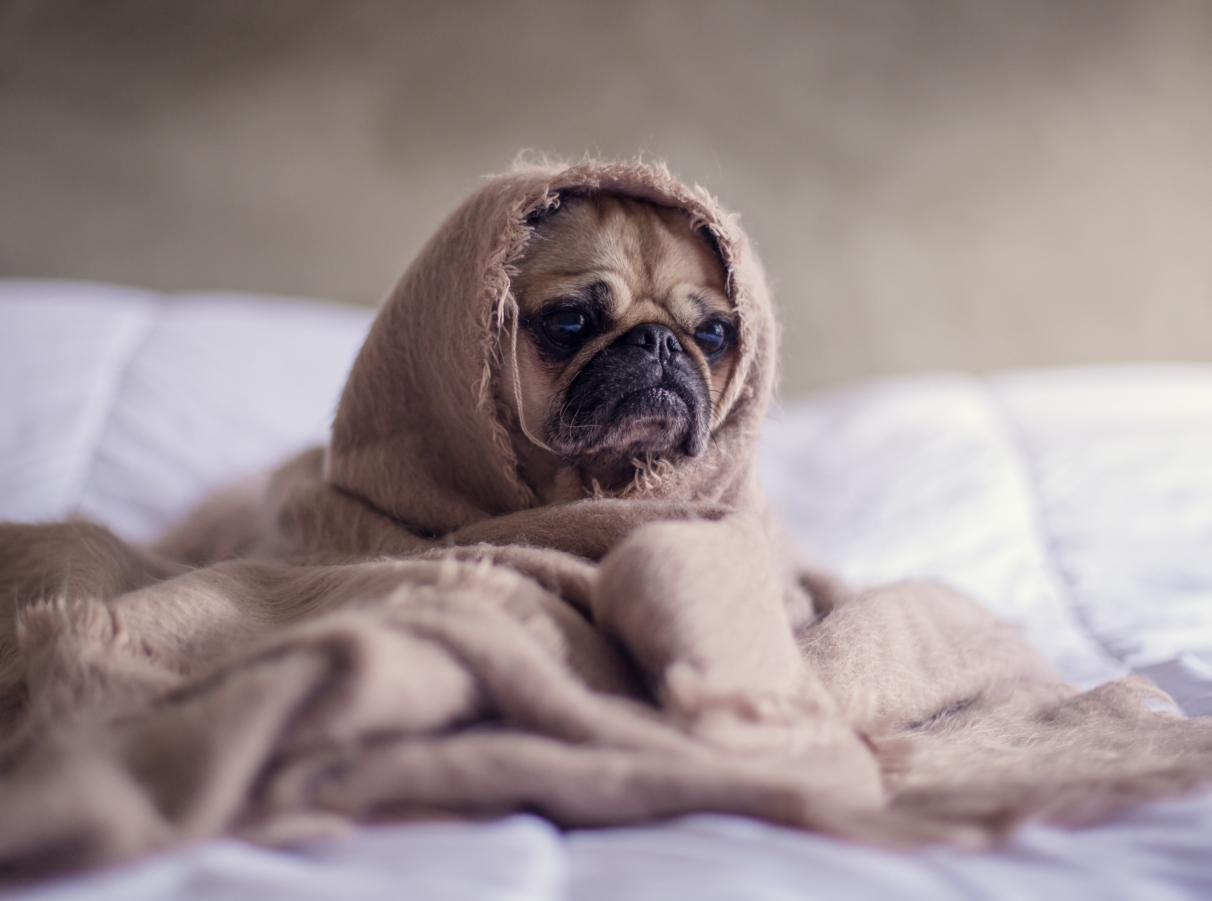 mammal, domestic animals, Adorable, one animal, furniture, lap dog, 4K, fawn, domestic room, domestic, bed, Animal, small, Cute, Blanket, wise, adult, HD Wallpaper