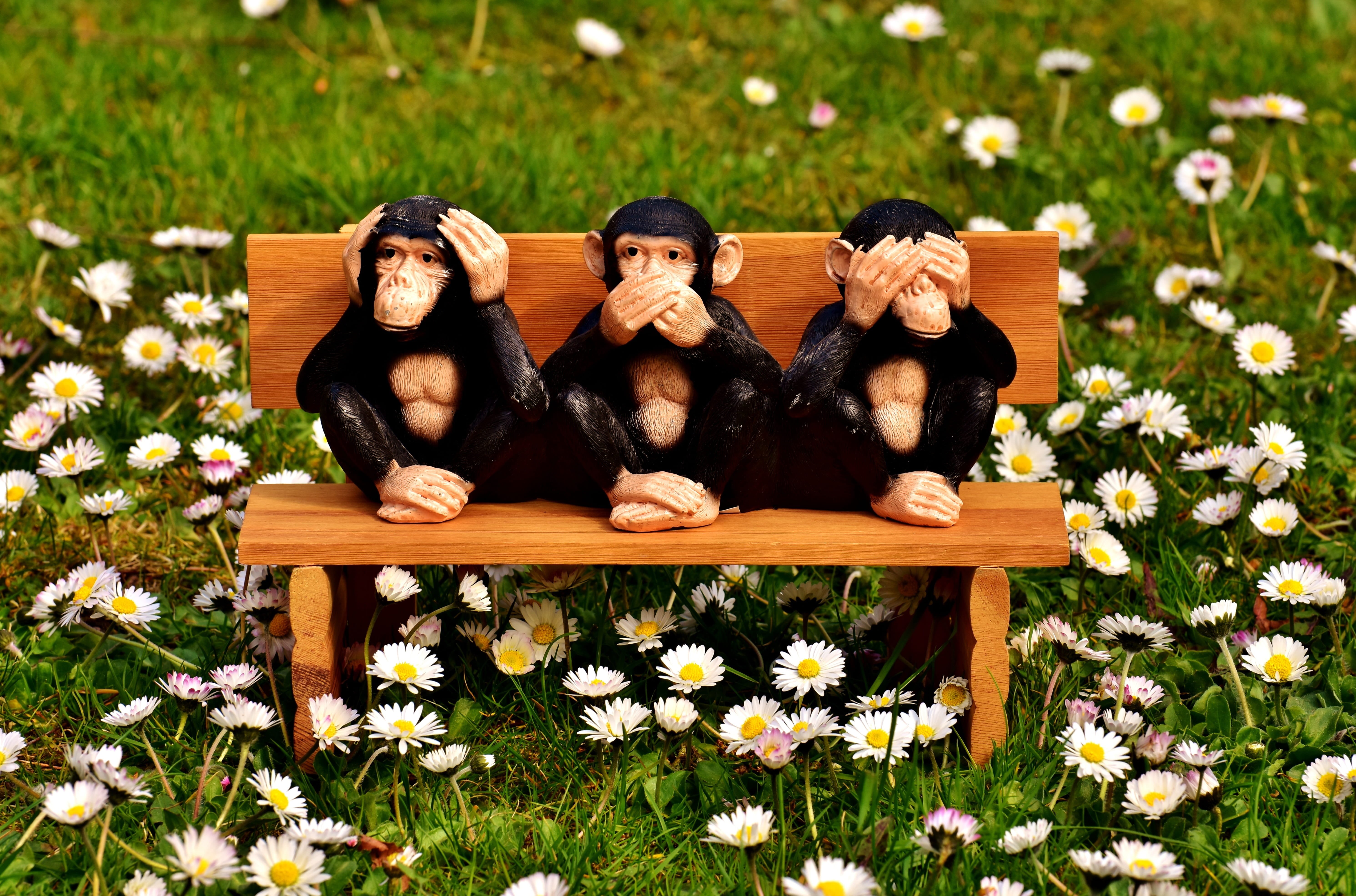 outdoors, funny, cute, mammal, figurine, day, flowering plant, 5K, not hear, people, animals, emotion, bench, three, positive emotion, couple - relationship, HD Wallpaper