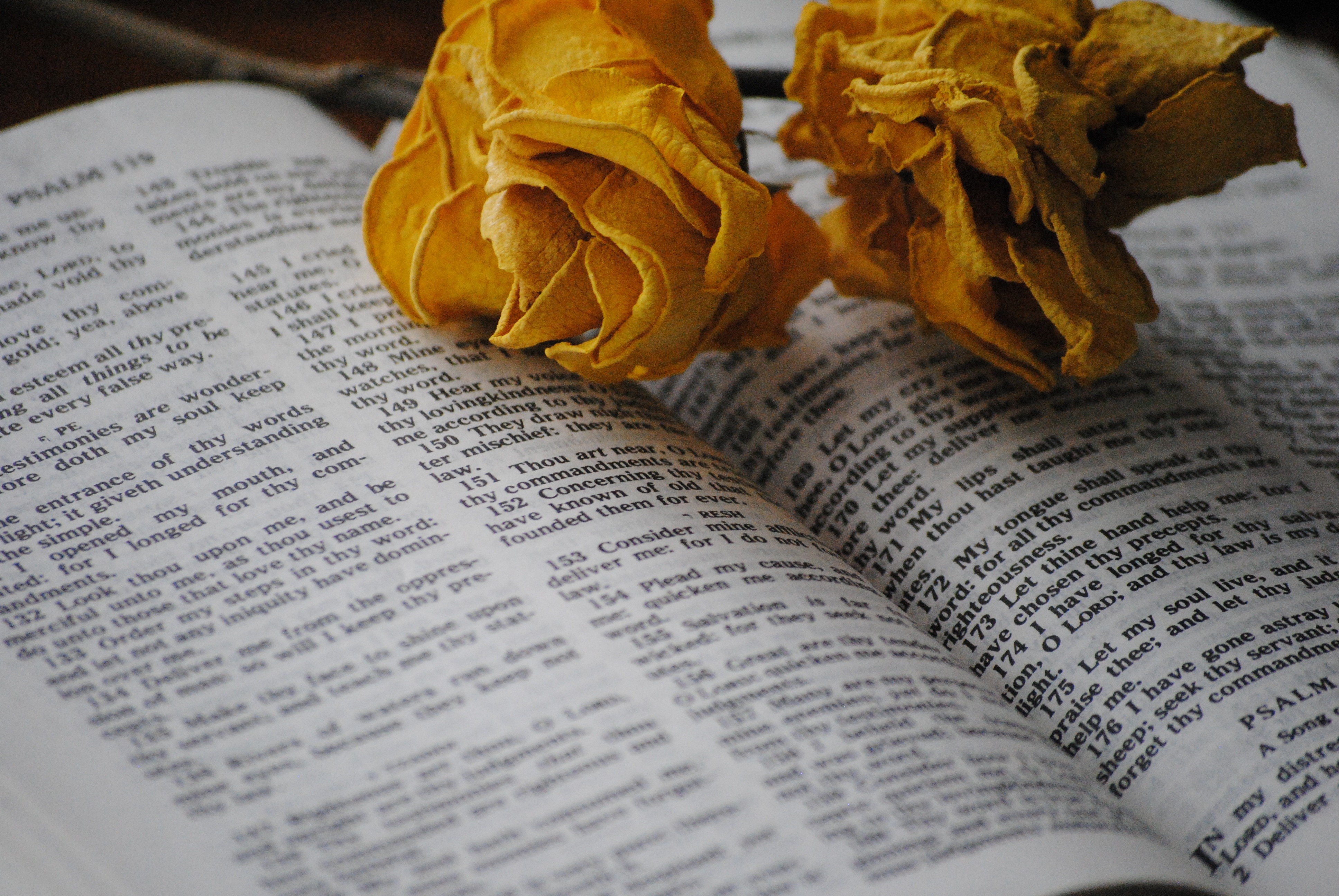 passion, church, 4K, holy, valentine, jesus, religious Text, couple, christianity, wedding, newspaper, greeting, emotion, still life, page, loving, open, HD Wallpaper