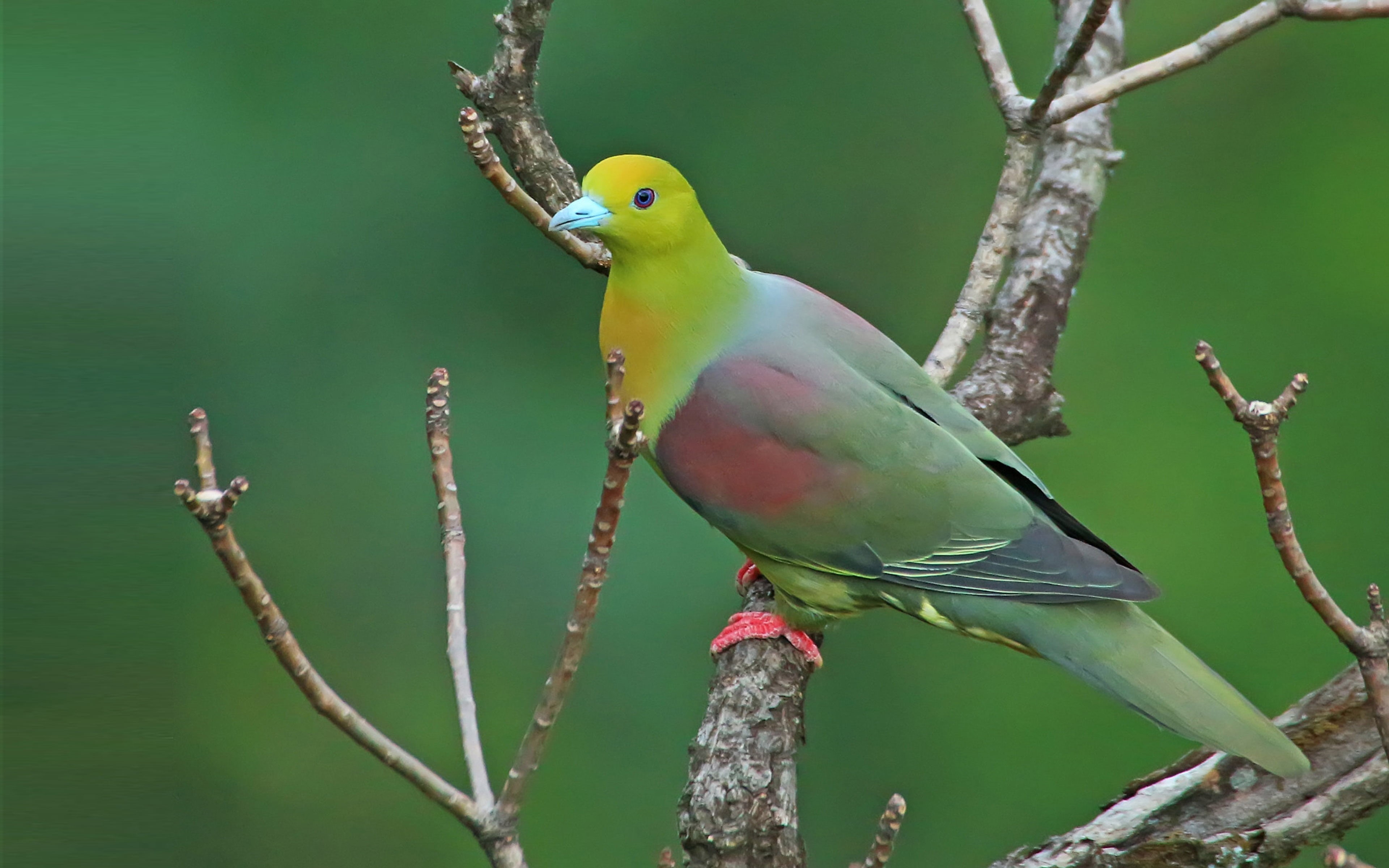 beauty in nature, green, nature, perching, family, distributed, plant, branch, vertebrate, beak, animal wildlife, scientific, africa, animal, HD Wallpaper