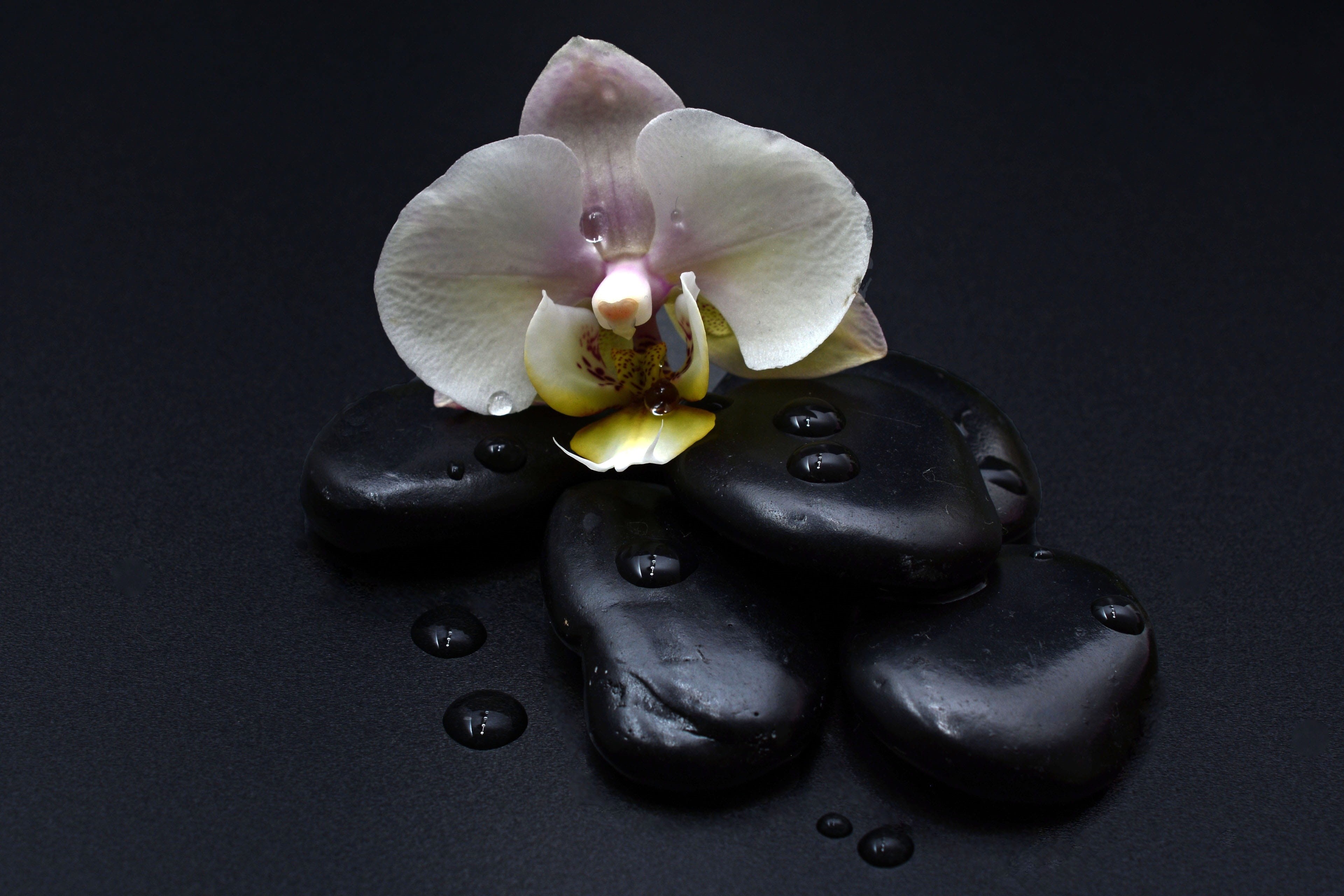 recovery, bless you, white color, 4K, white, flower, orchid, inflorescence, relax, sprituell, hot stones, vulnerability, studio shot, flowering plant, HD Wallpaper