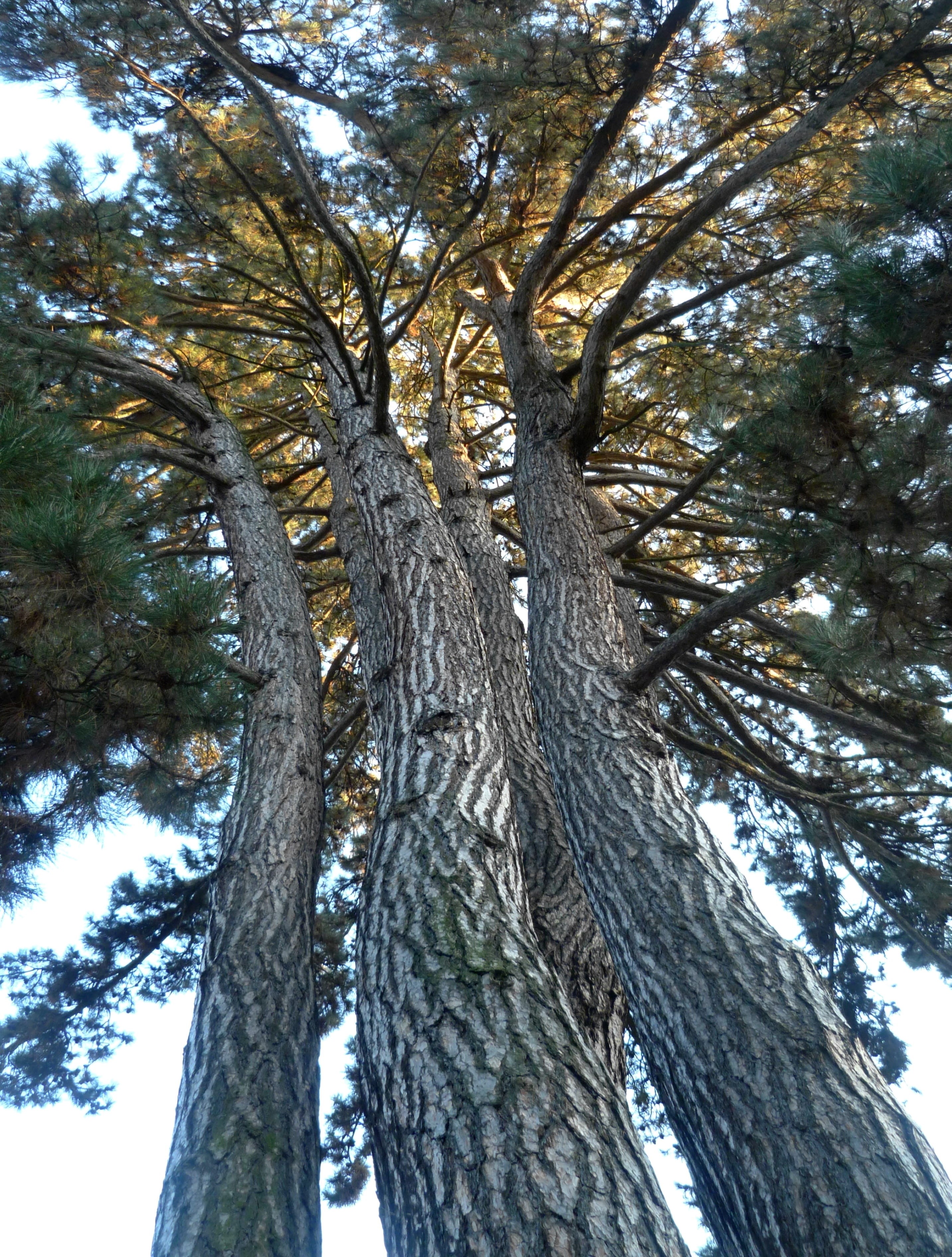 bark, tree canopy, low angle view, green color, the structure of the tribe, 2K, pine, tranquility, scenics - nature, plant, beauty in nature, tree trunk, Phone HD Wallpaper