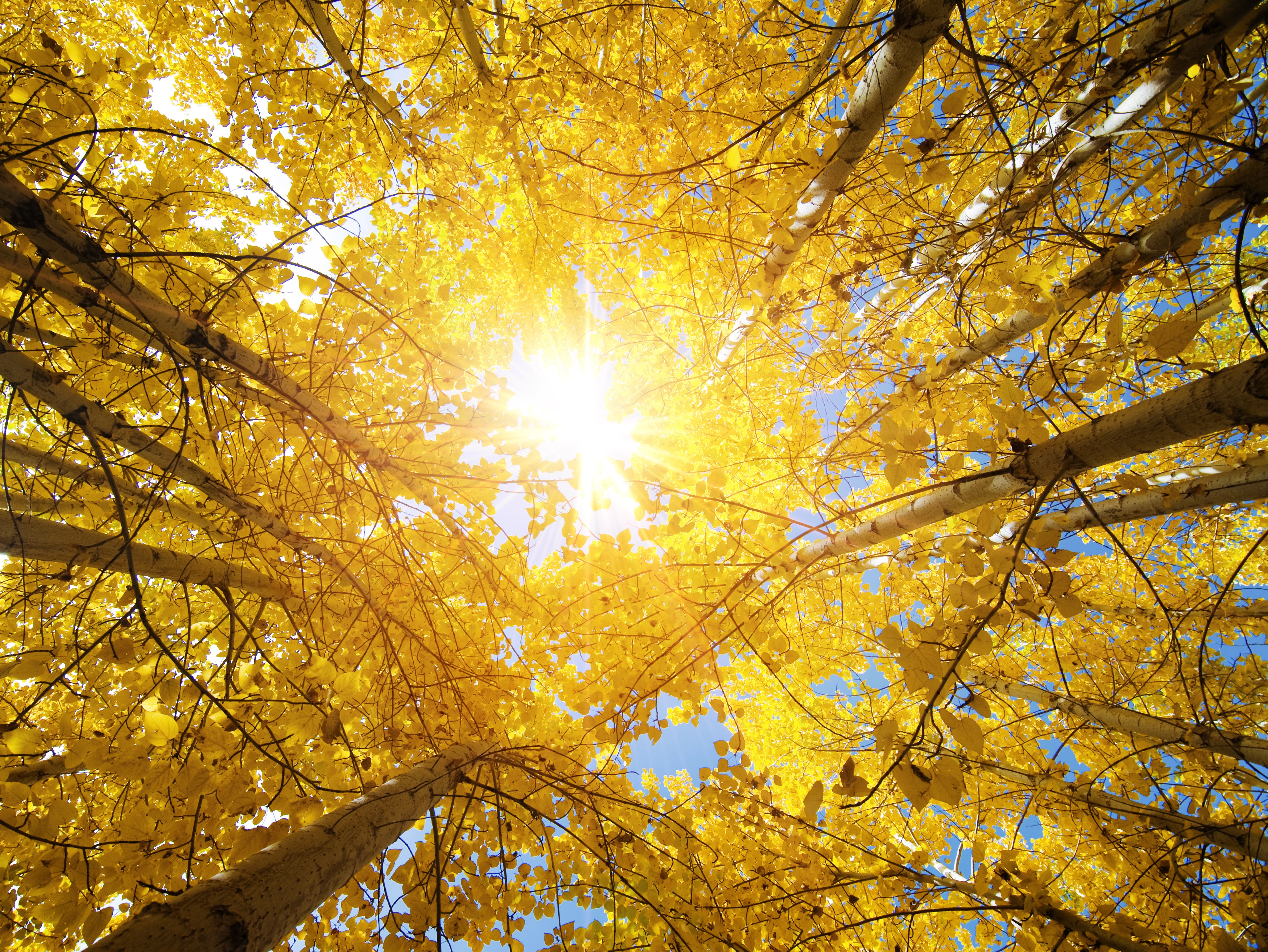 october, orange Color, sky, park - Man Made Space, color Image, Autumn trees, Upward view, brown, the suns rays, woodland, green Color, nature, light - Natural Phenomenon, HD Wallpaper