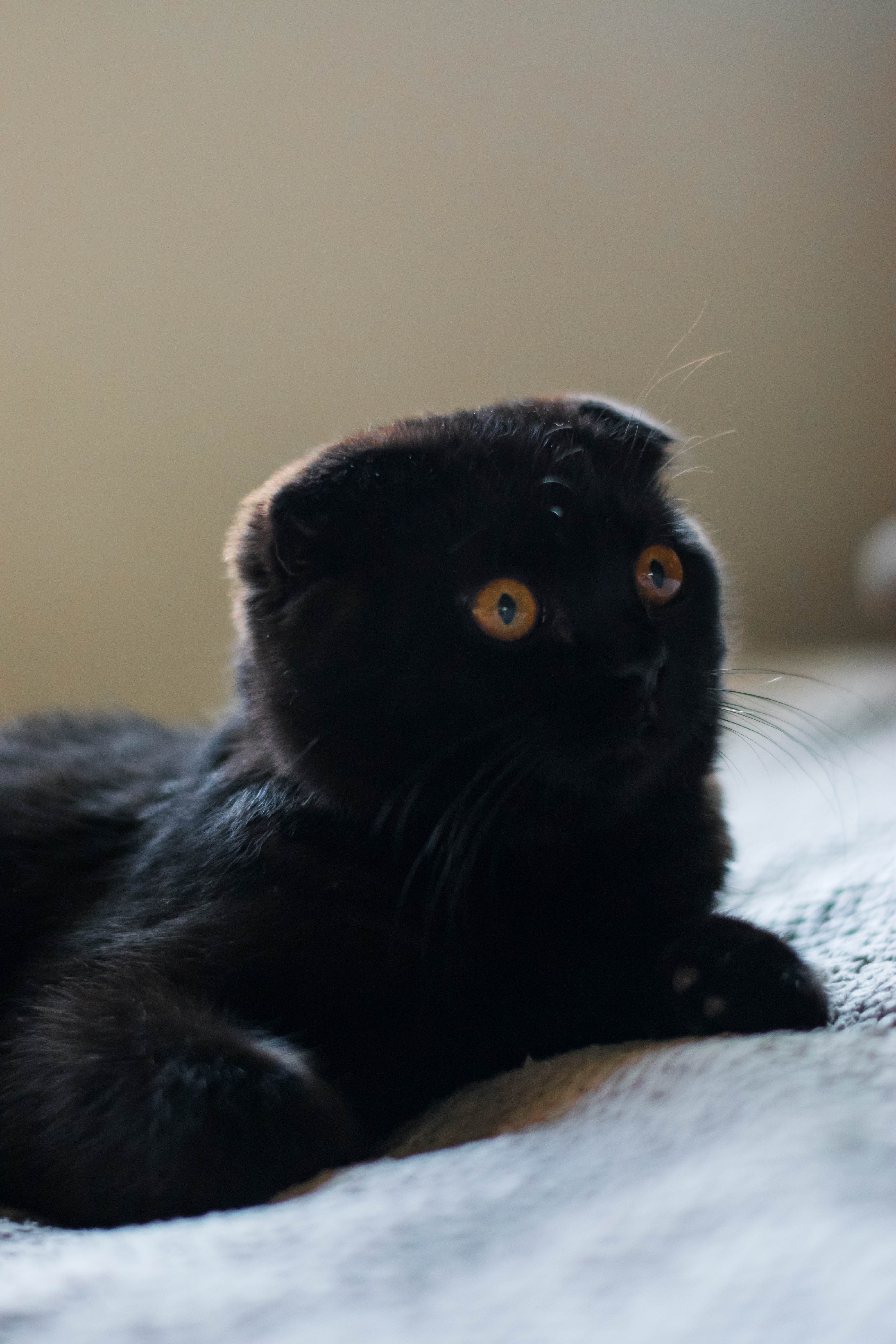 portrait, cat, no people, domestic animals, relaxation, eyes, trending, recent, kitty, looking, macro, animal wildlife, scottish, selective focus, Phone HD Wallpaper