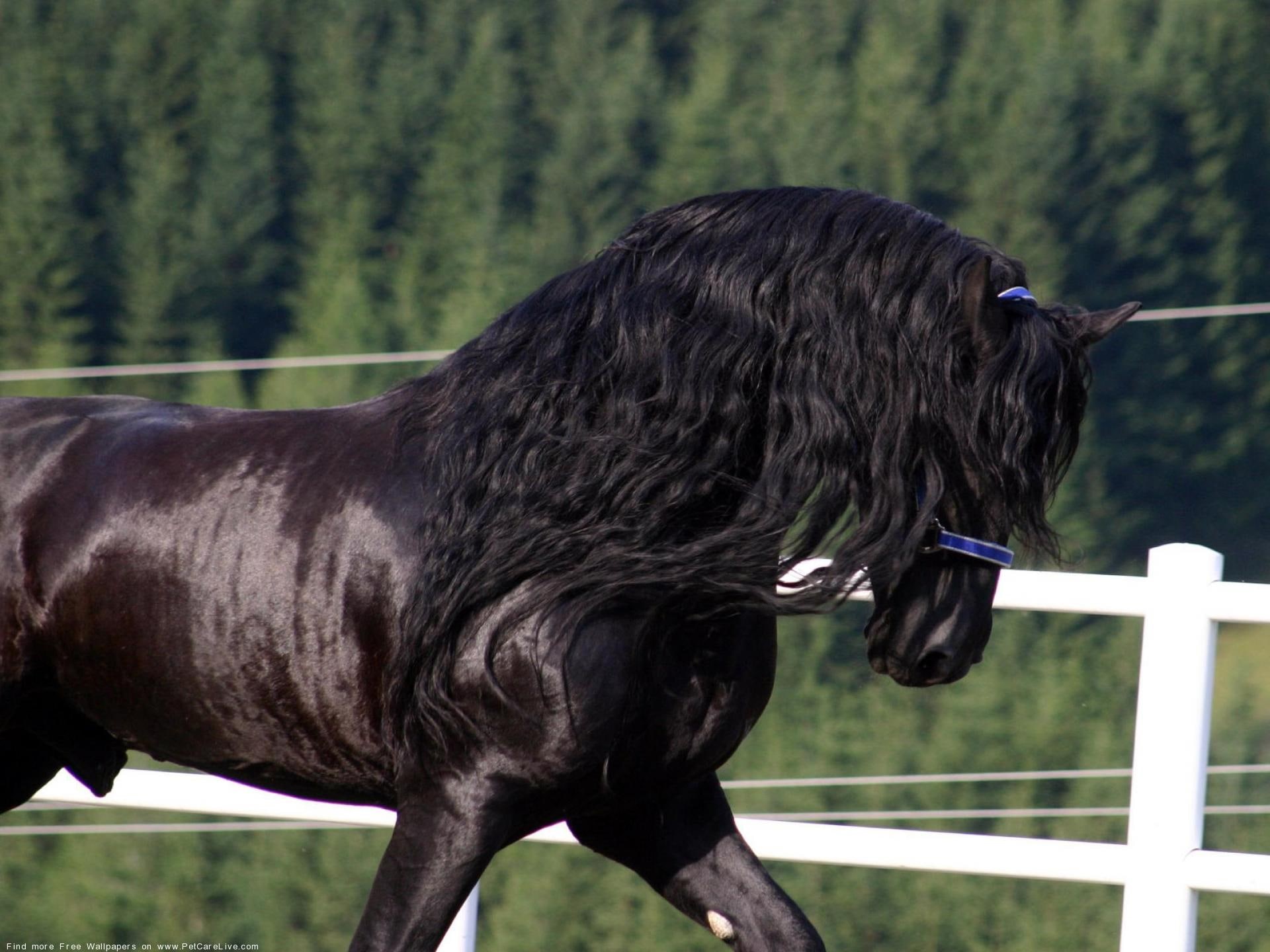horses, friesians, black horses, big horses, 1080P, animals, nature, leader, friesian, HD Wallpaper