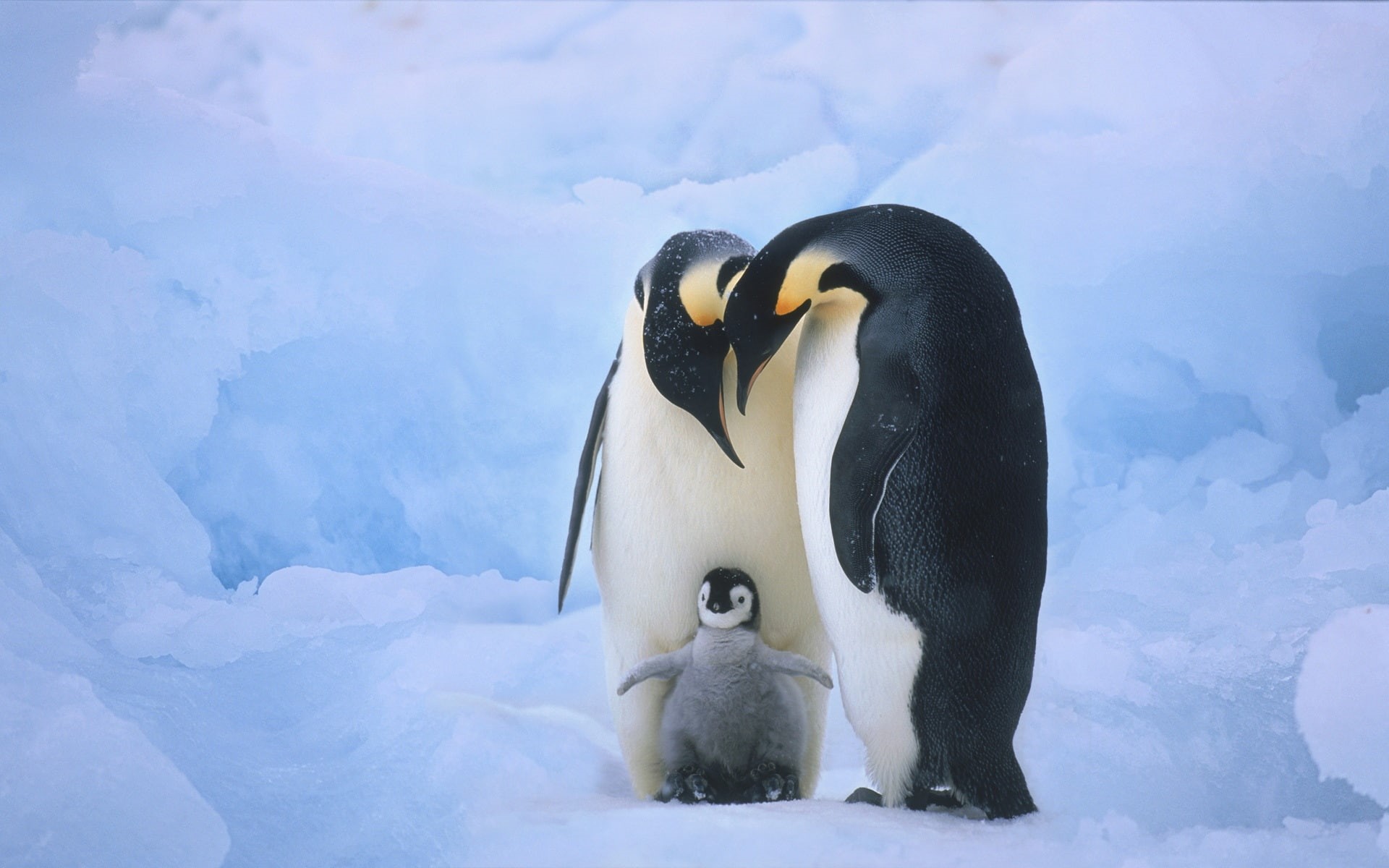 1080P, members, Family, Penguins, HD Wallpaper