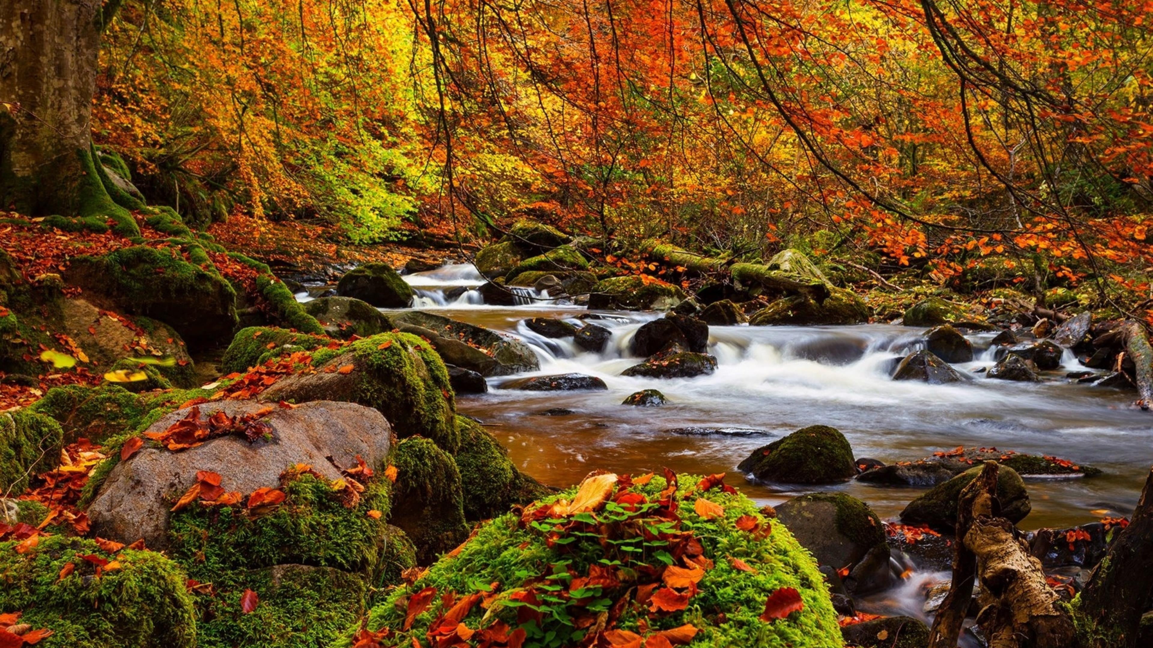 water, stones, change, tree, rock, plant, rock - object, motion, outdoors, nature, hd, stream, ultra, long exposure, 4K, orange color, fall, beauty in nature, HD Wallpaper