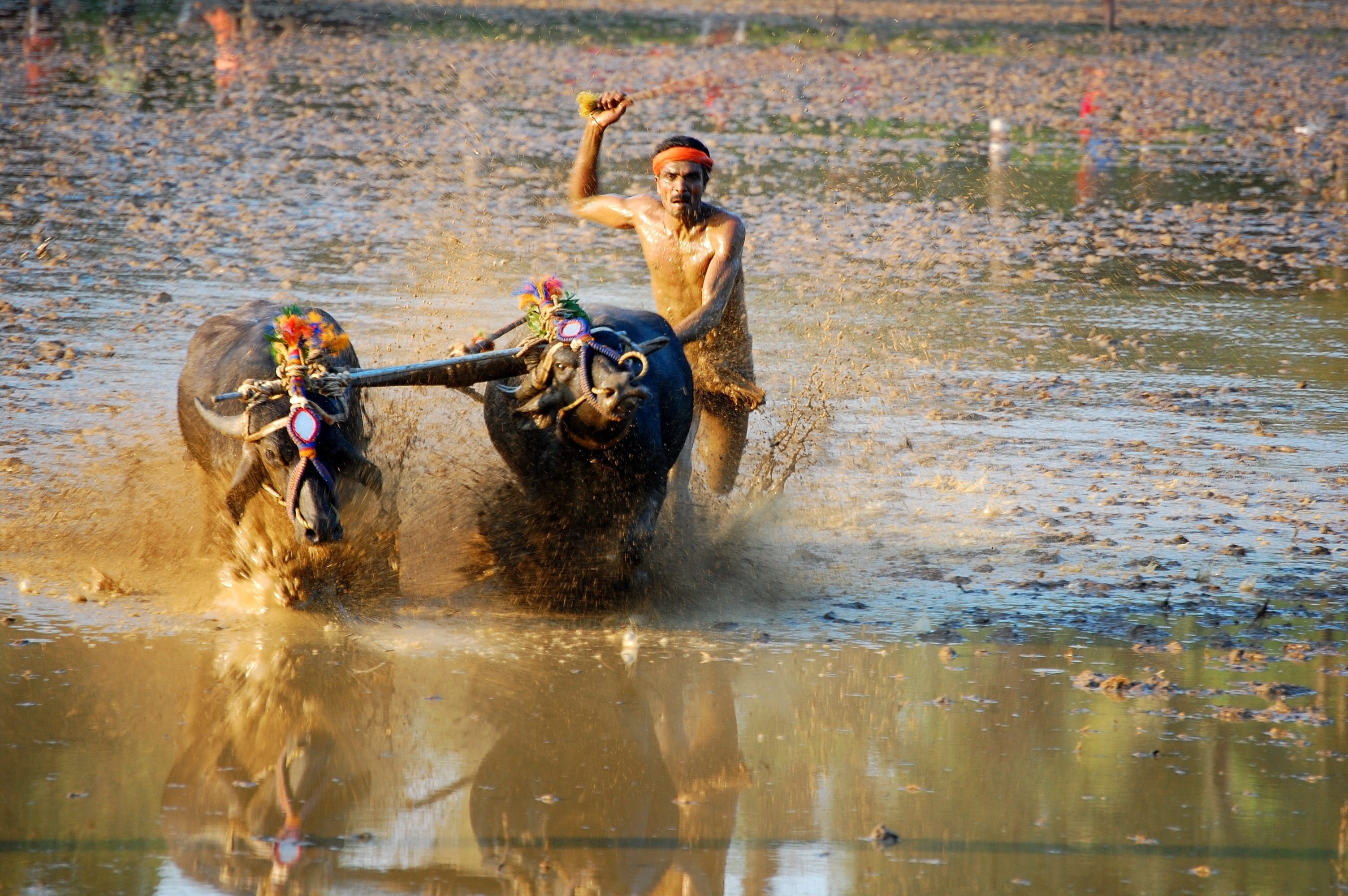 transportation, karnataka, reflection, motion, men, nature, people, two people, india, 2K, day, water, sport, outdoors, splashing, waterfront, bullock cart race, HD Wallpaper