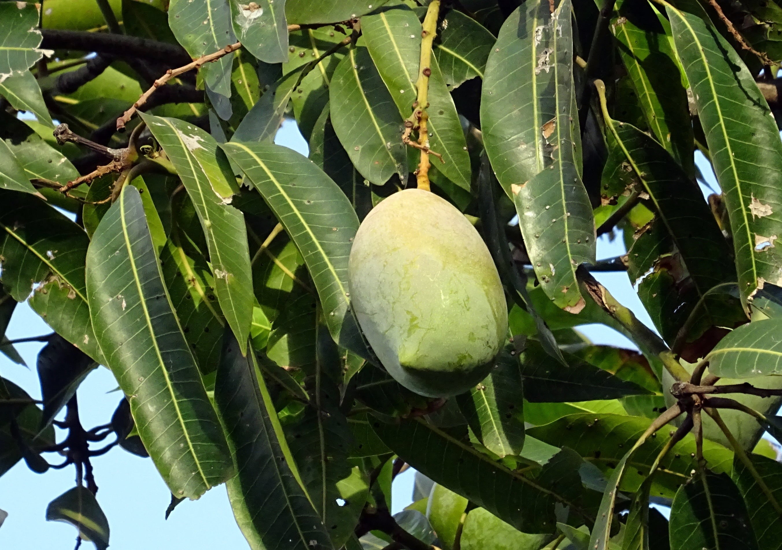 low angle view, tropical, tree, ripe, delicious, plant part, branch, variety, green color, natural, india, leaf, wellbeing, organic, 2K, food and drink, HD Wallpaper