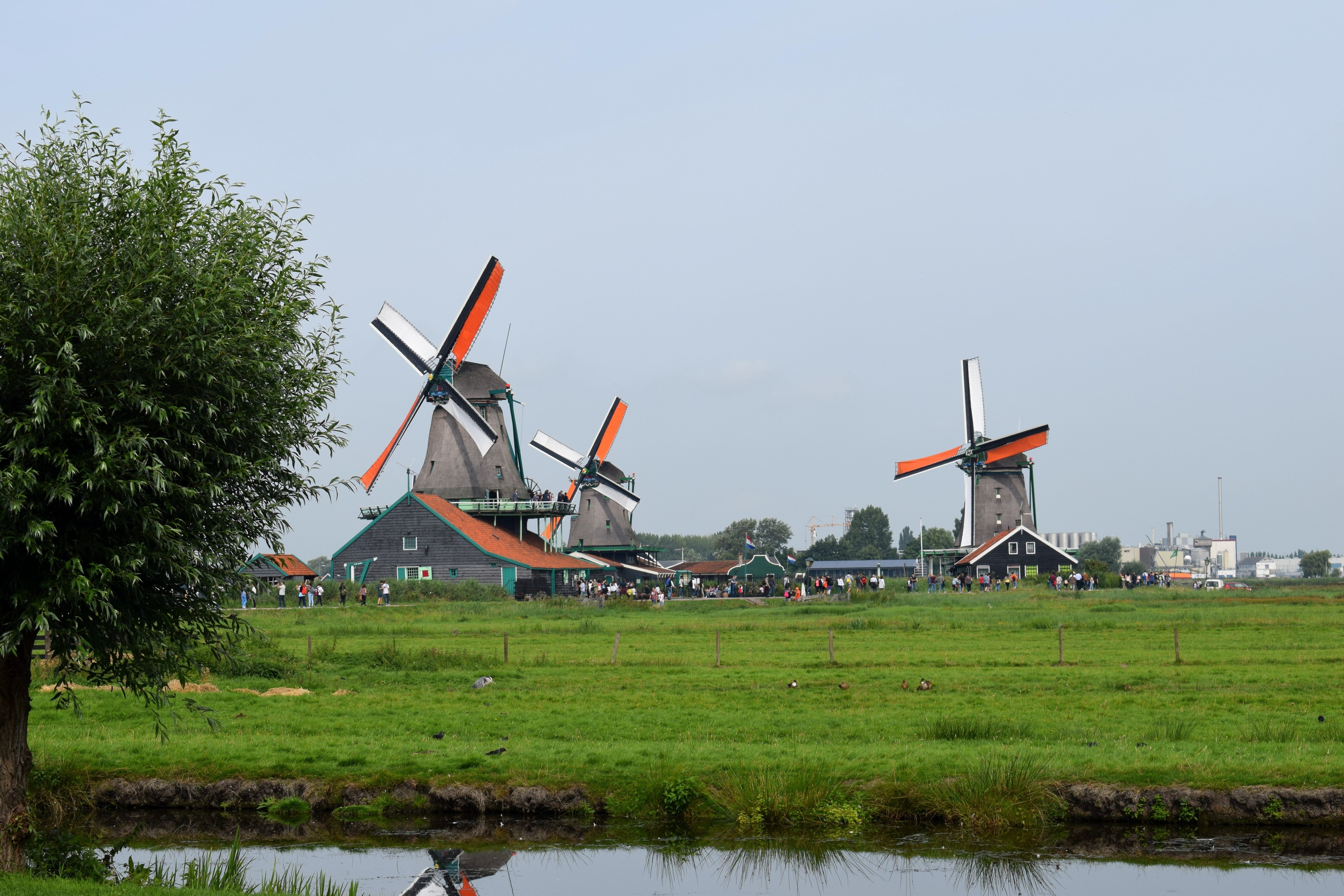 clear sky, holland, tree, built structure, netherlands, dutch landscape, cultural heritage, sky, wind turbine, zaanse schans, sustainable resources, tourism, HD Wallpaper