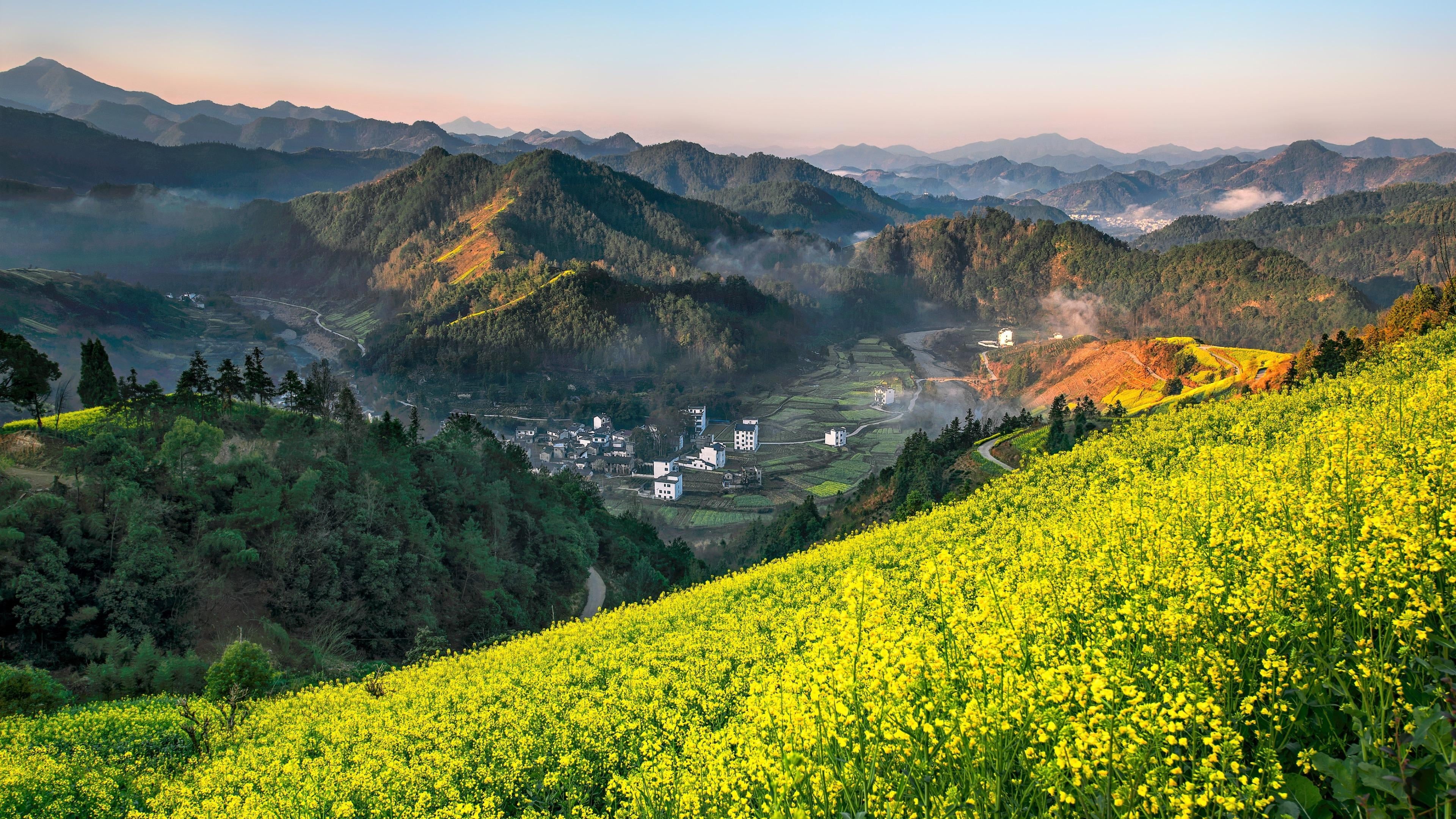 farm, beauty in nature, flower field, yellow, sun, 4K, mountain range, shangrao, china, field, landscape, land, tranquility, rape flower, environment, HD Wallpaper
