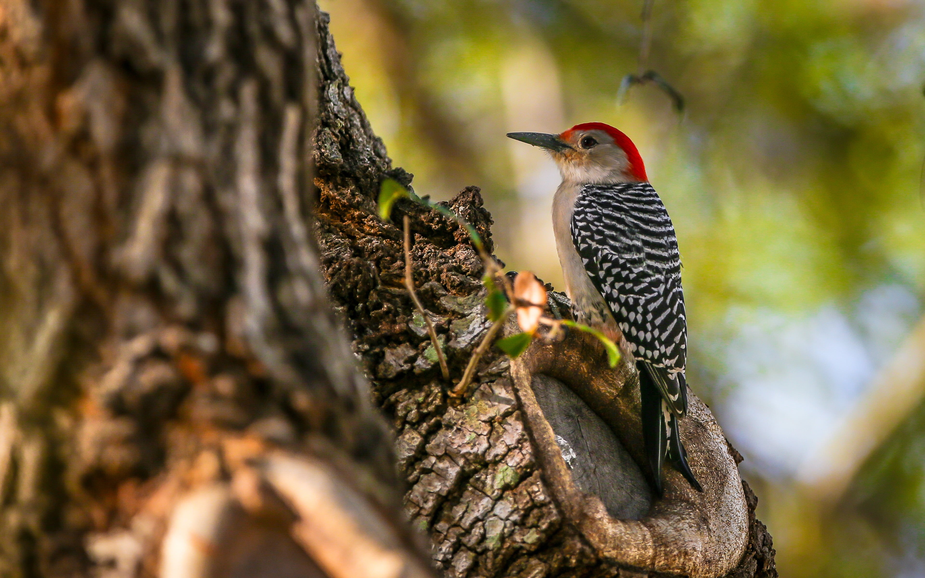  mobile, picasae, red, animal, phone, carolinus, 4K, plant, nature, tree trunk, animal wildlife, no people, animals in the wild, photo, tree, HD Wallpaper
