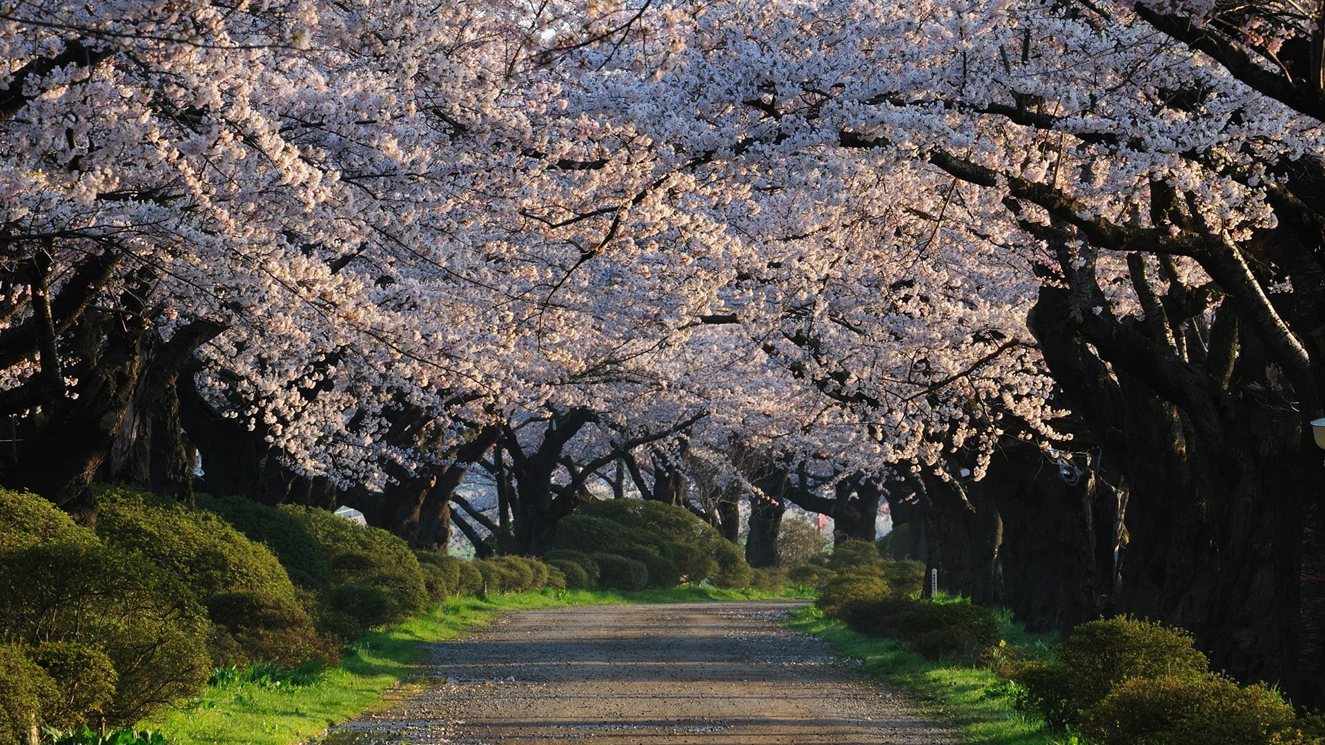 empty road, direction, water, lake, flowers, no people, transportation, rock, road, country, outdoors, tree, yellow, travel, scenics - nature, sky, grass, HD Wallpaper