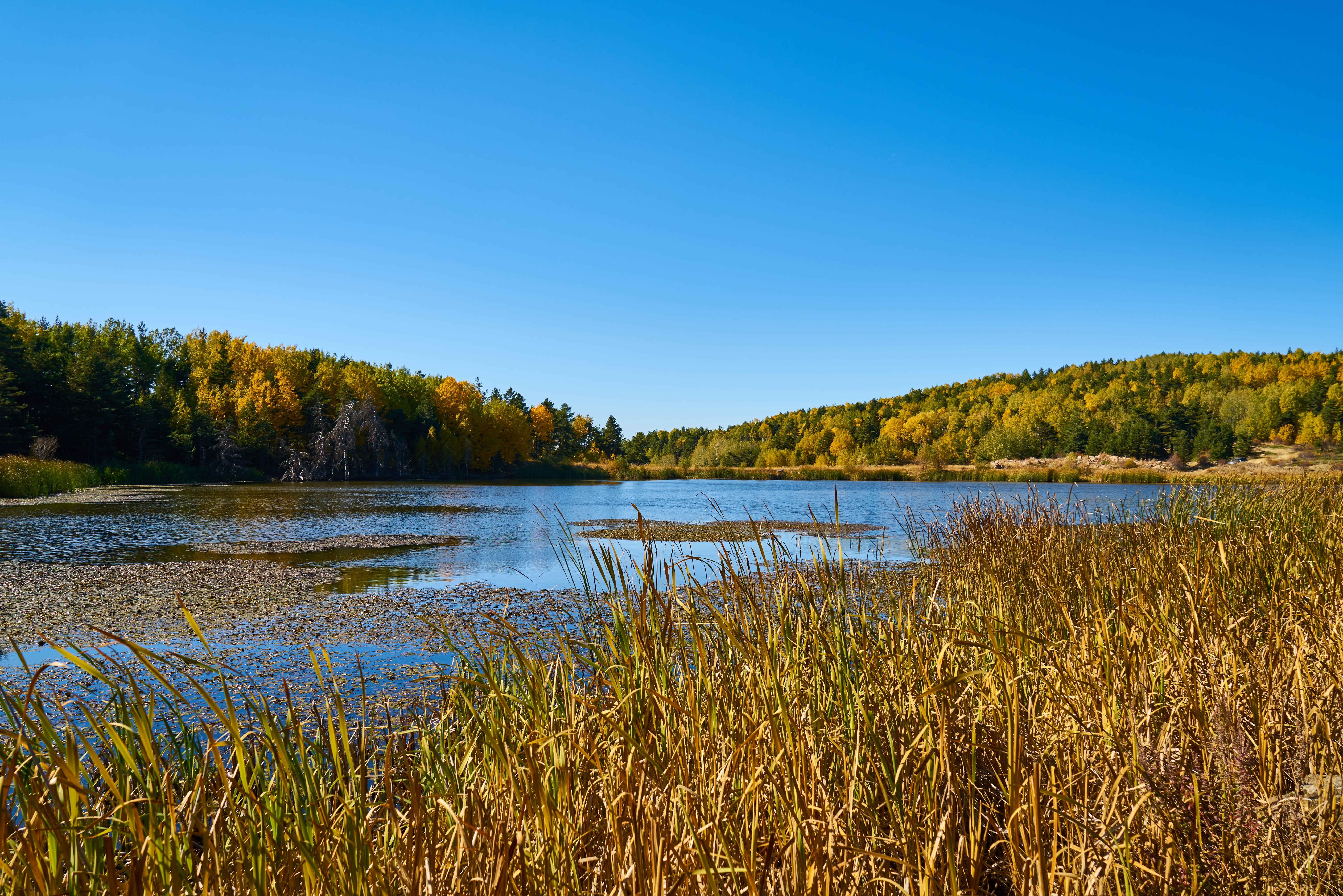 marsh, wetland, backgrounds, detail, winter, withered leaves, no people, swamp, tranquility, land, mountain, color image, leaves, day, spring, beautiful, HD Wallpaper