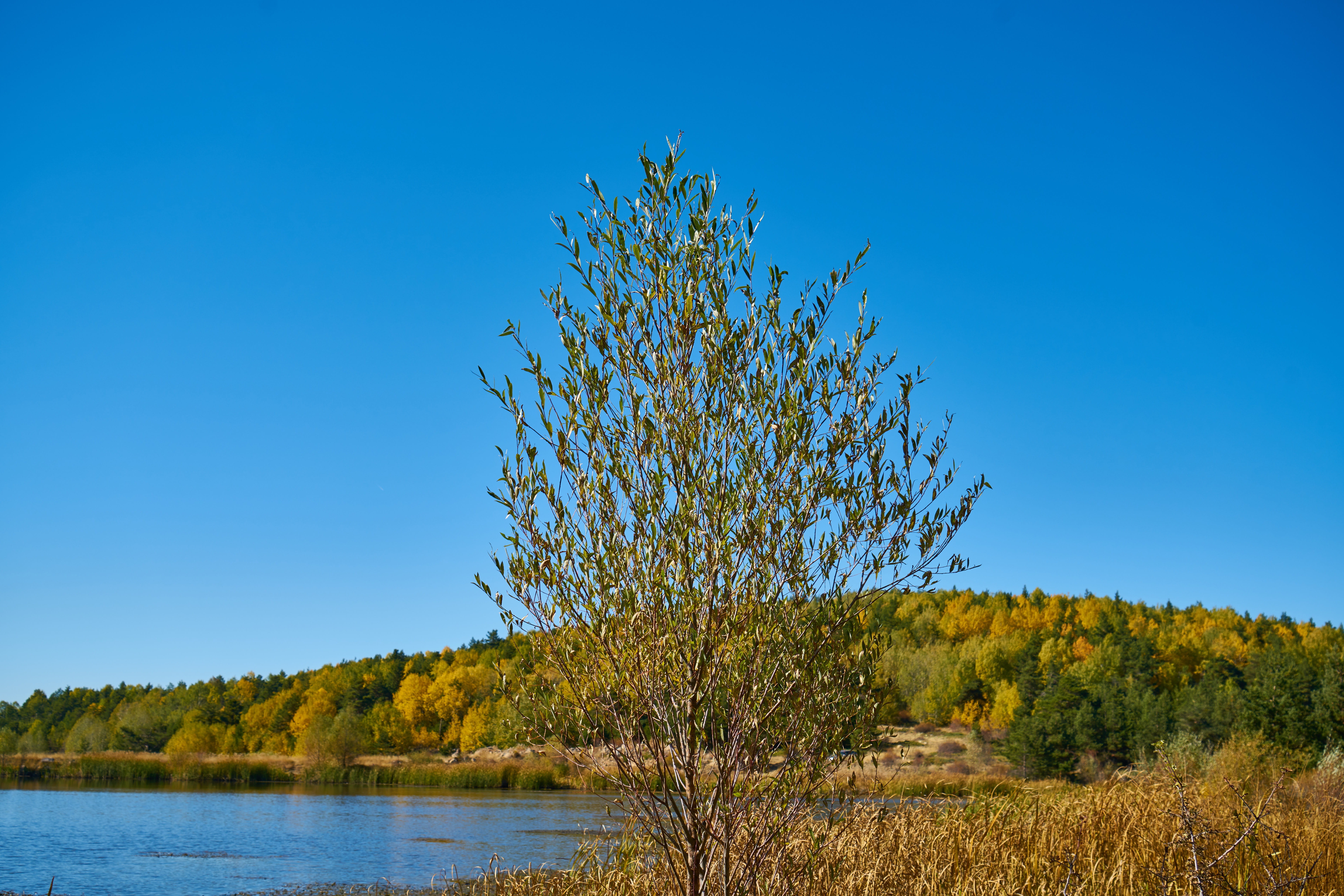 detail, spring, perspective, landscape, sky, tranquil scene, nobody, tree, trees, blue, plant, copy space, color image, background, day, tranquility, november, HD Wallpaper
