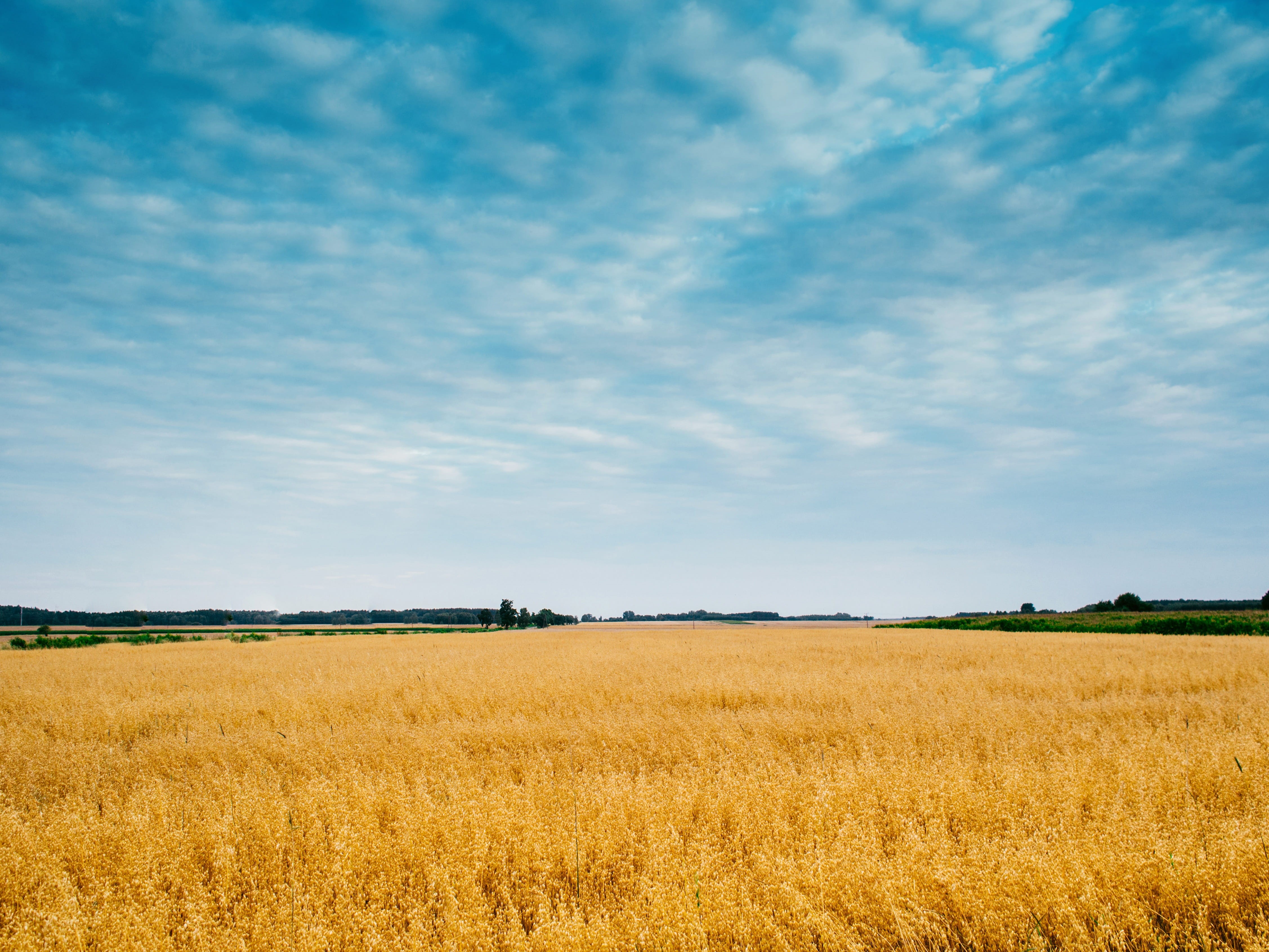 sunrise, weather, rural, outdoor, flora, farm, field, idyllic, tranquility, natural, day, rural scene, blue, grass, no people, scenics - nature, view, scene, HD Wallpaper