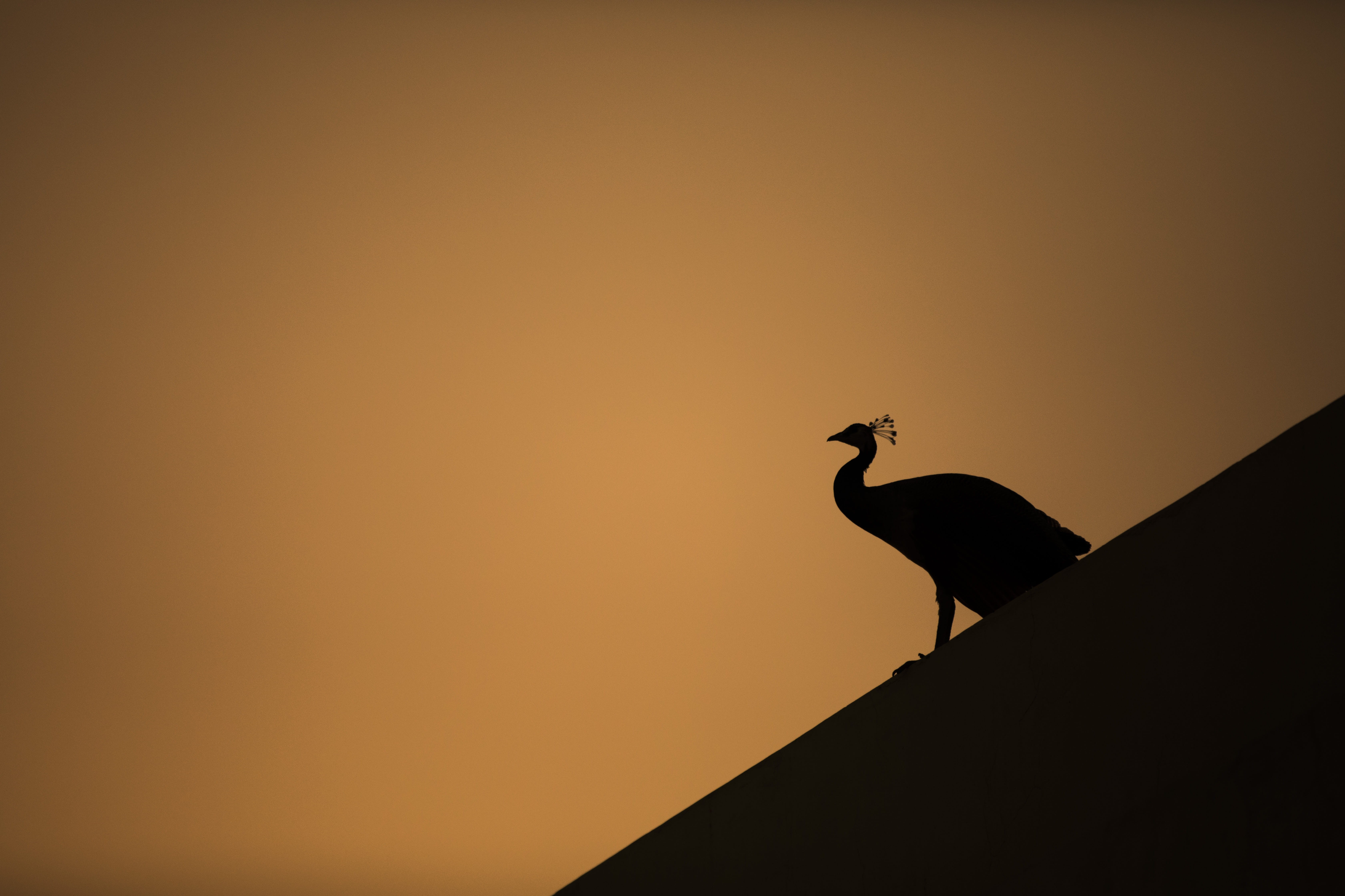 beauty in nature, animal, animal wildlife, sky, wildlife, tranquility, life, bird, one animal, waterfowl, copy space, tirupati society road, avian, silhouette, HD Wallpaper