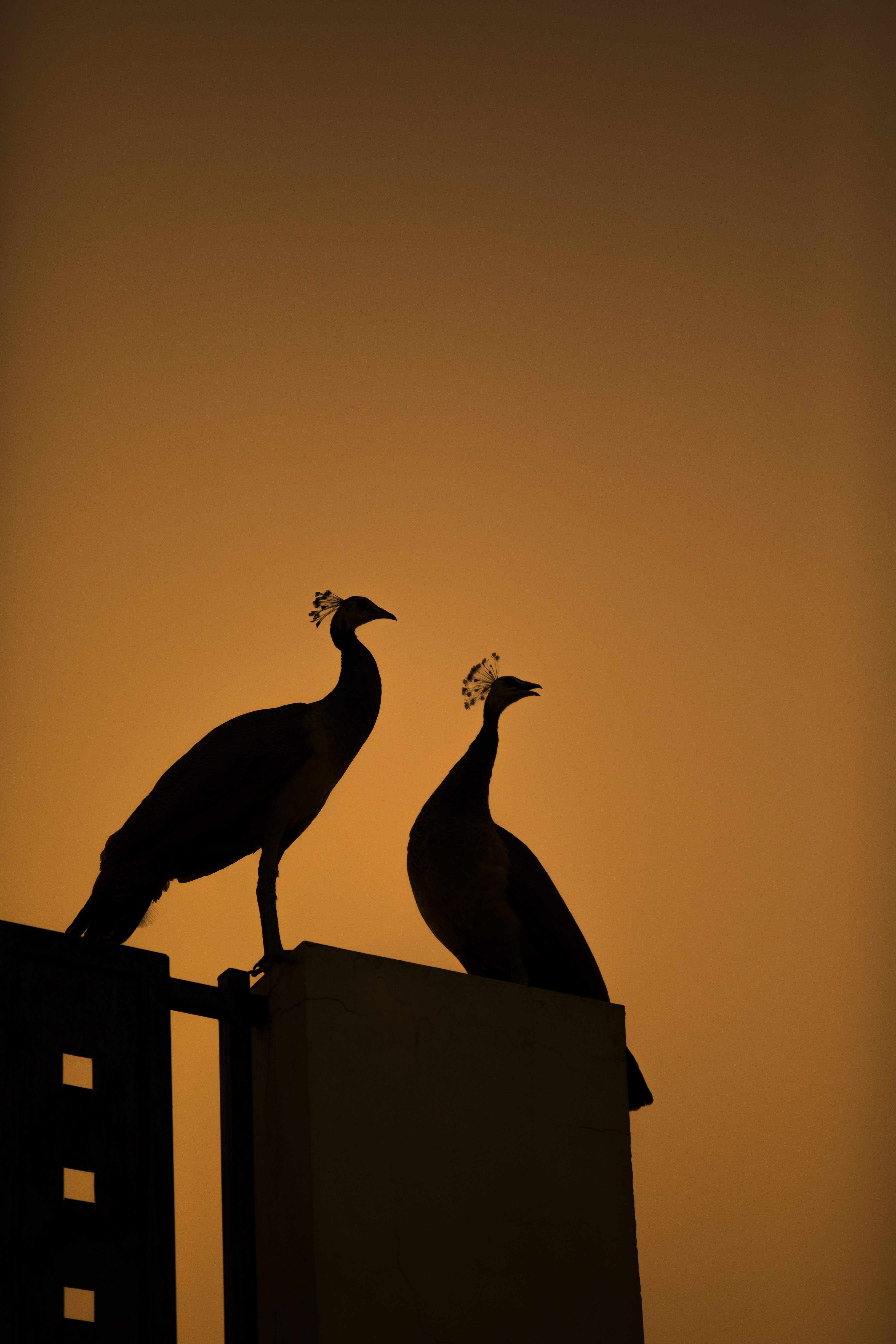 animal themes, zoo, copy space, waterfowl, animal wildlife, ahmedabad, nature, bird, sky, peacok, clear sky, vertebrate, crane bird, outdoors, gradient, Phone HD Wallpaper