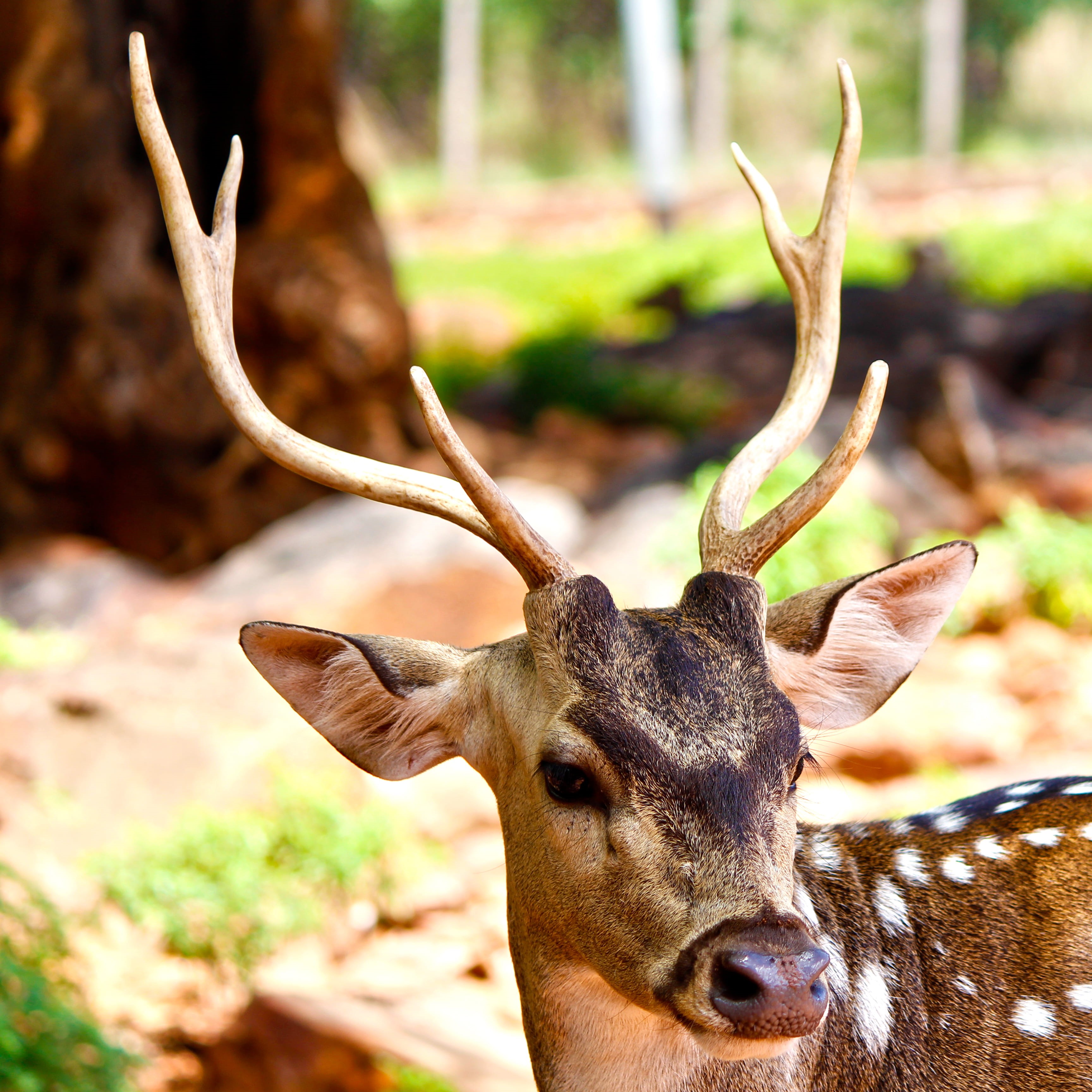 2K, animal body part, close-up, animals in the wild, herbivorous, animals, india, tirupati, animal, antlers, stag, one animal, animal wildlife, Phone HD Wallpaper