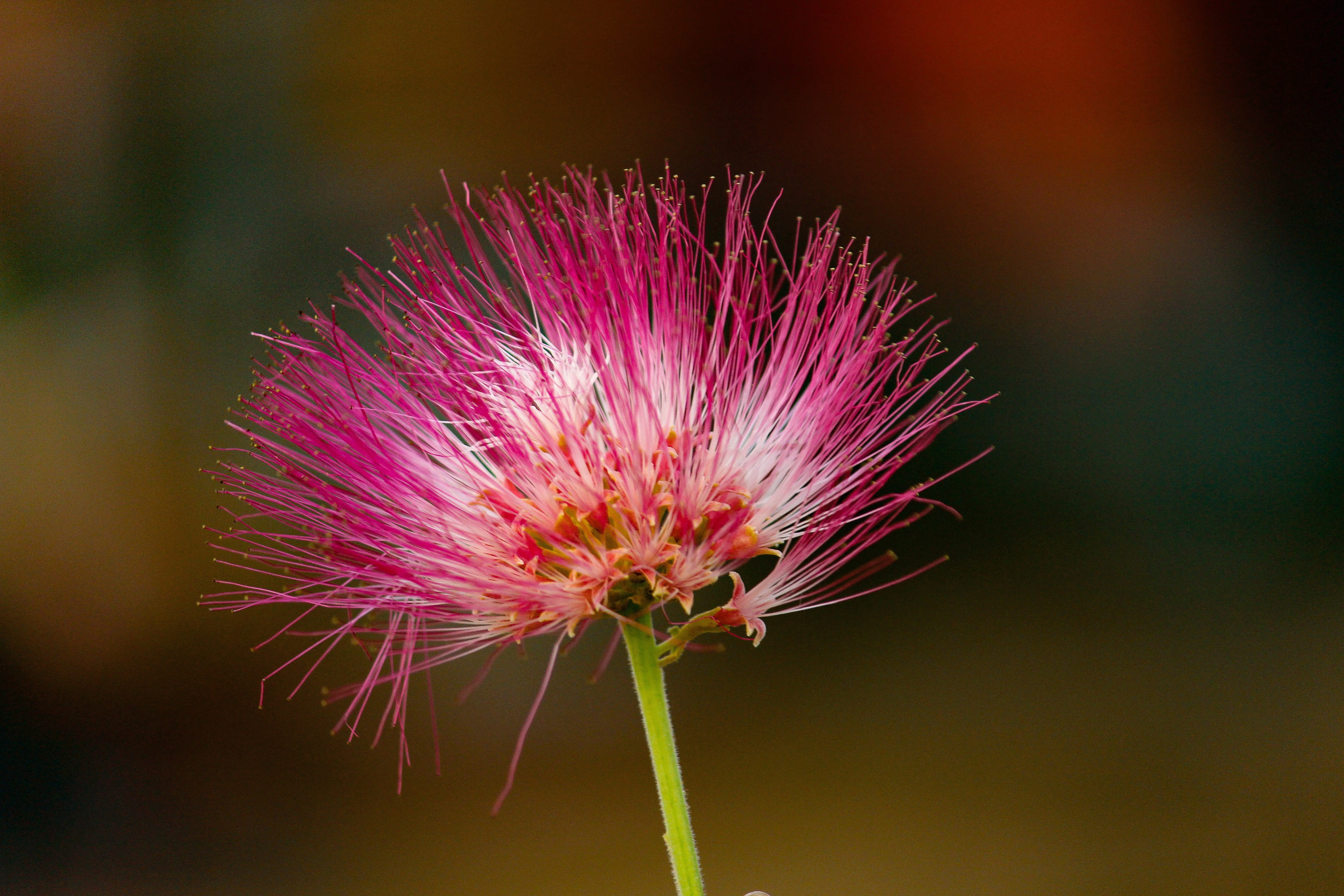 vulnerability, freshness, plant stem, growth, flower head, pink color, outdoors, no people, 5K, petal, prati balaji parking, focus on foreground, fragility, HD Wallpaper