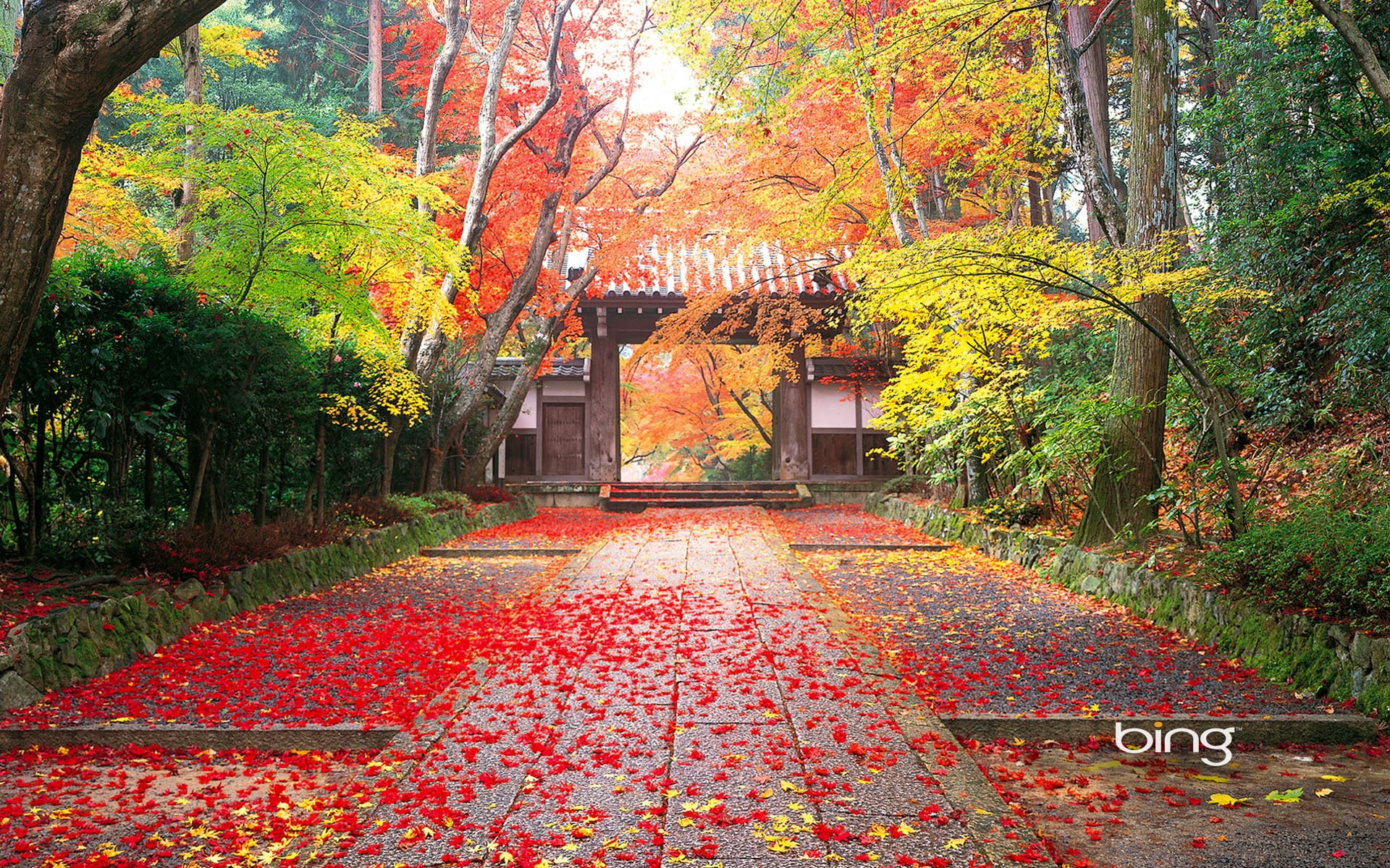 landscape, autumn, hd, nature, in, 1080P, japan, trees, HD Wallpaper