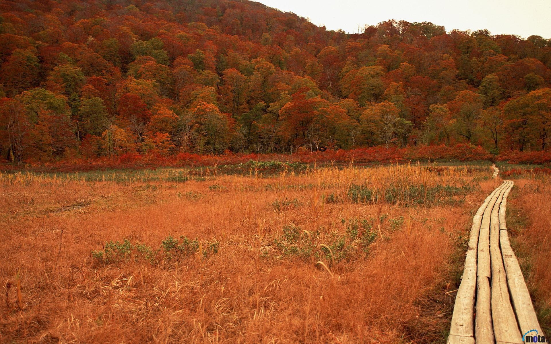nature and landscapes, nature, late, autumn, fall, forests, japan, 1080P, HD Wallpaper