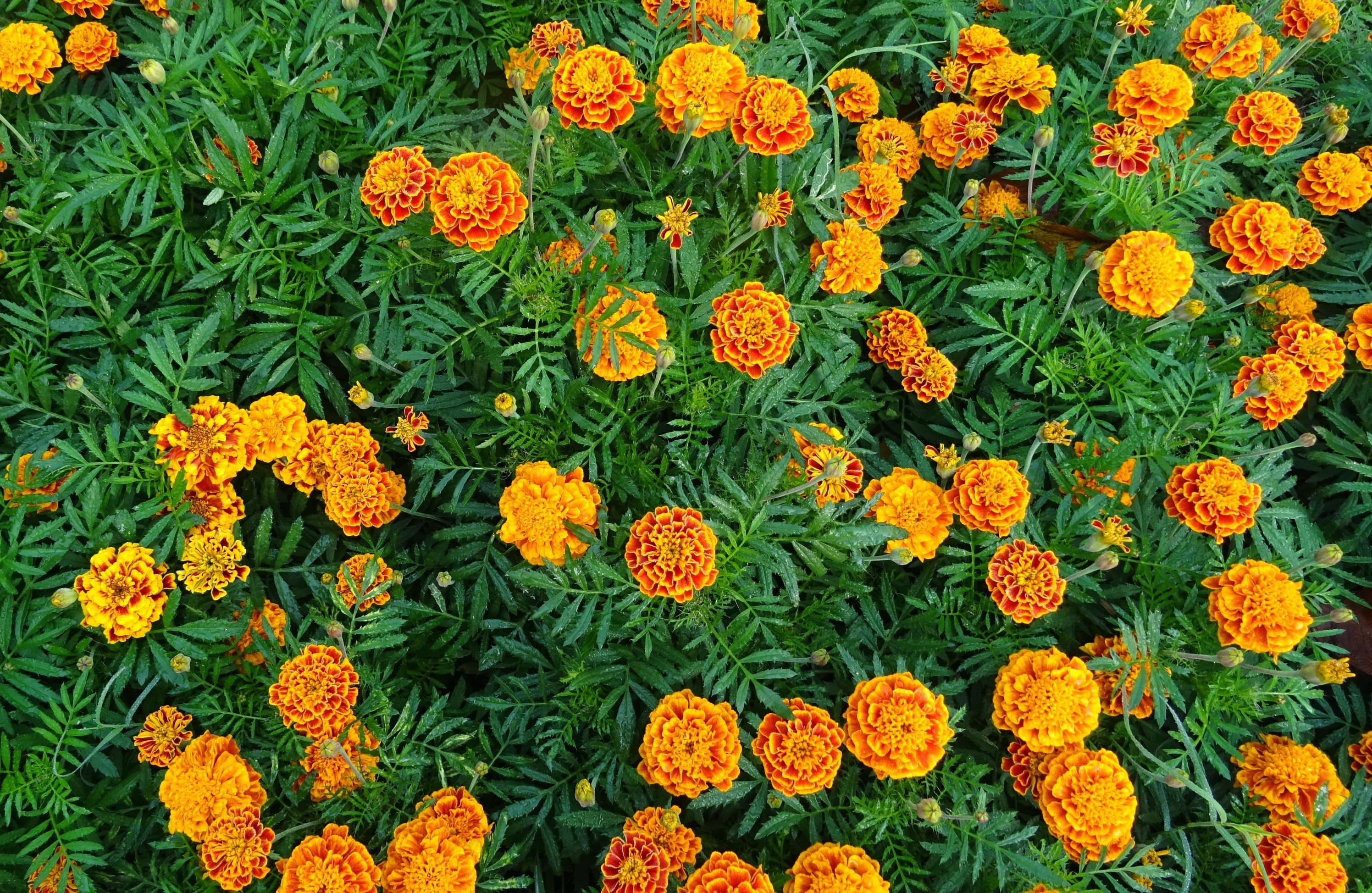 flora, flowerbed, yellow, beauty in nature, inflorescence, vulnerability, bloom, flower, garden, flowering plant, petal, french marigold, flower head, kolkata, HD Wallpaper