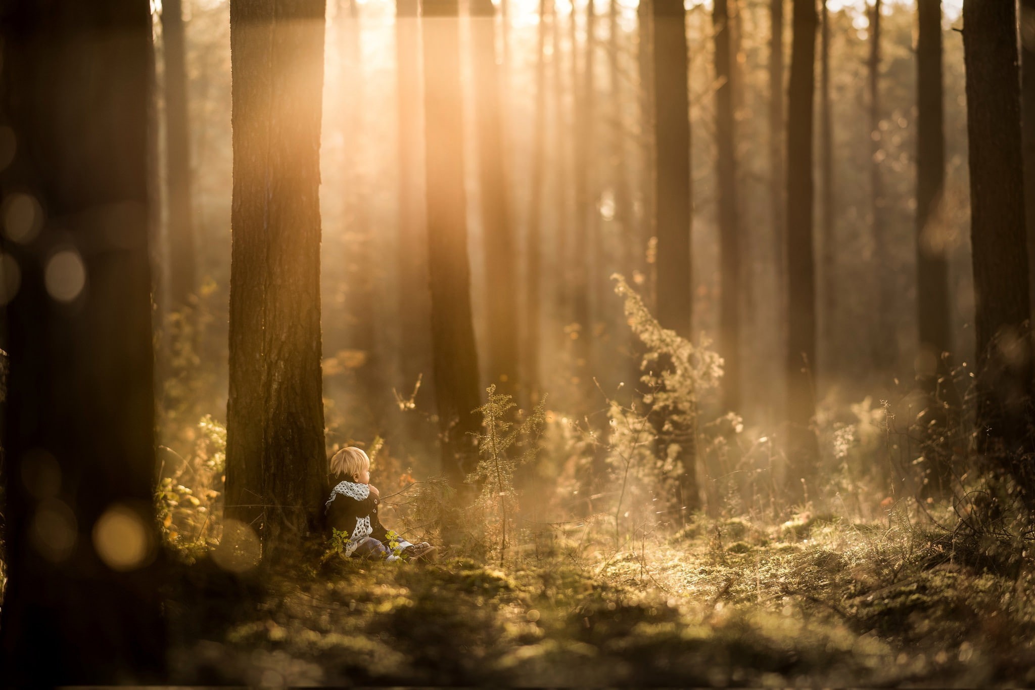 children, nature, trees, forest, 1080P, sunlight, plants, little boy, HD Wallpaper