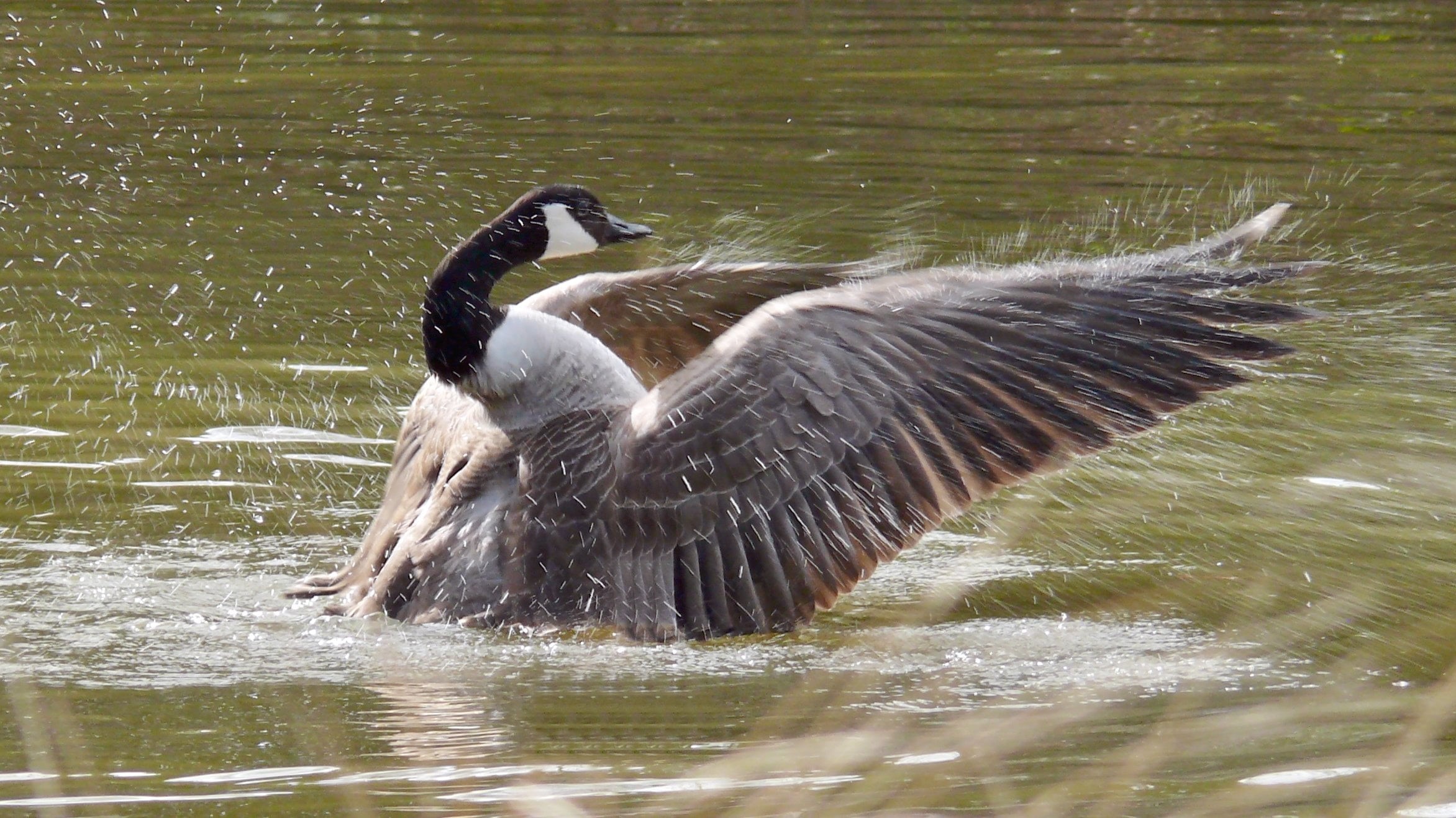 Birkenhead Park, England, Branta canadensis, body, body of water, canada, goose, gray, duck, bird, animal, branta, Panasonic Lumix DMC FZ50, March, water, HD Wallpaper