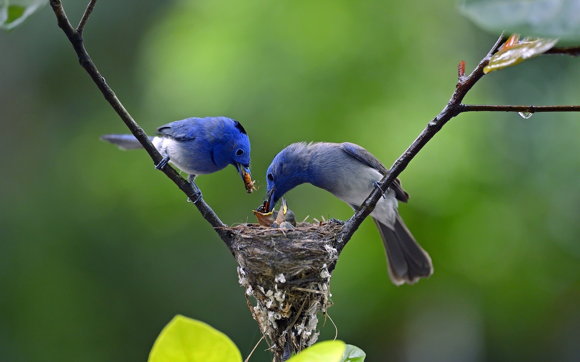 Father, 1080P, Feathers, Feeding, Mother, Blue, Little, Birds, HD Wallpaper