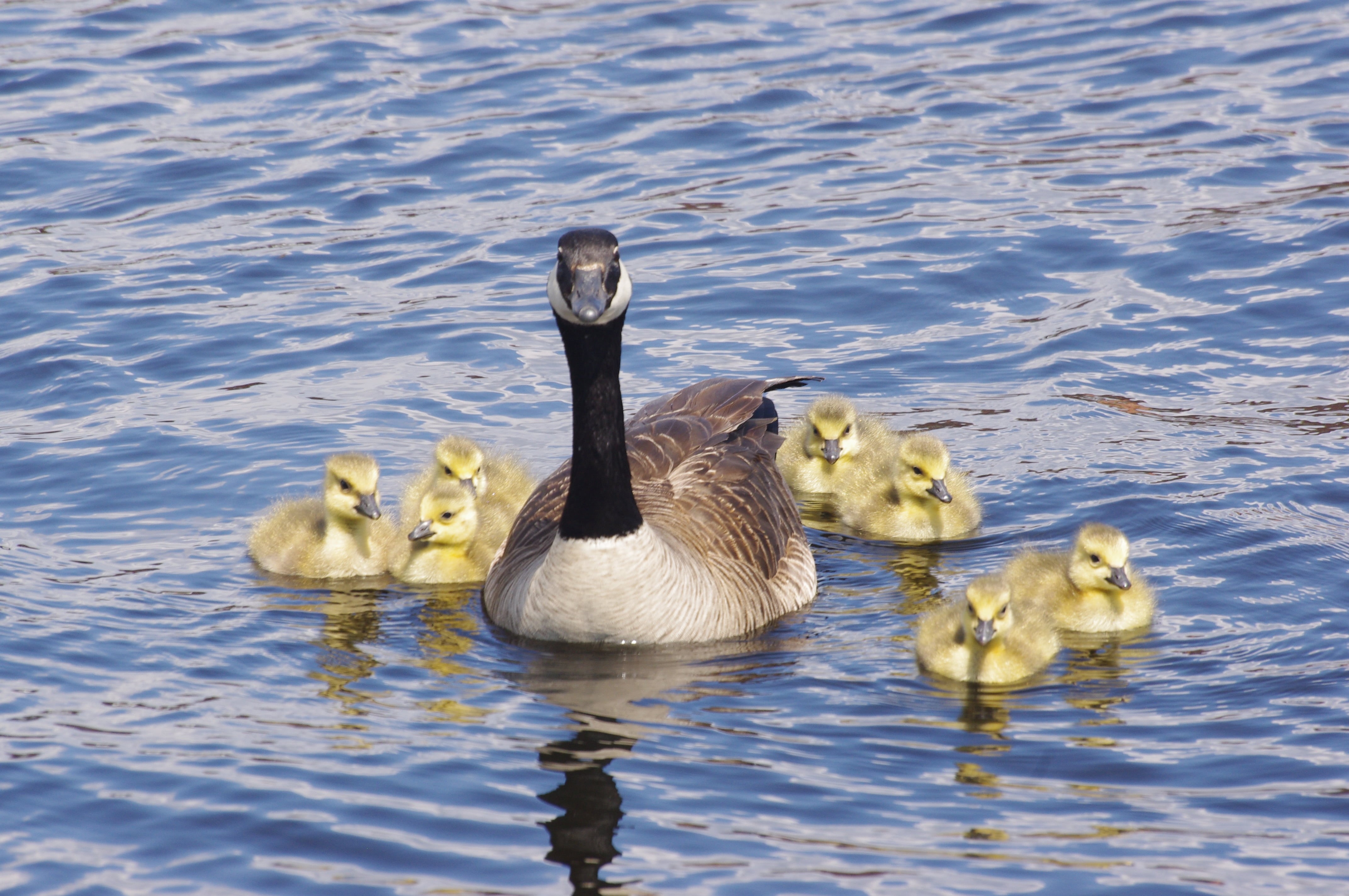 nature, Hatchling, Water  Birds, animal, canada Goose, swimming Animal, Baby, wildlife, bird, pond, Geese, Waterfront, Moira River, outdoors, 4K, Belleville, HD Wallpaper