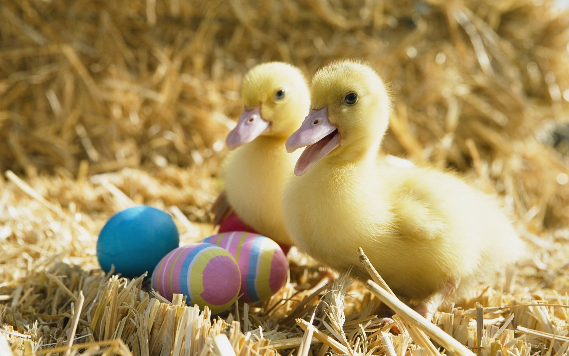Egg, Duck, 1080P, eggs, Easter, Two, ducks, Little, HD Wallpaper