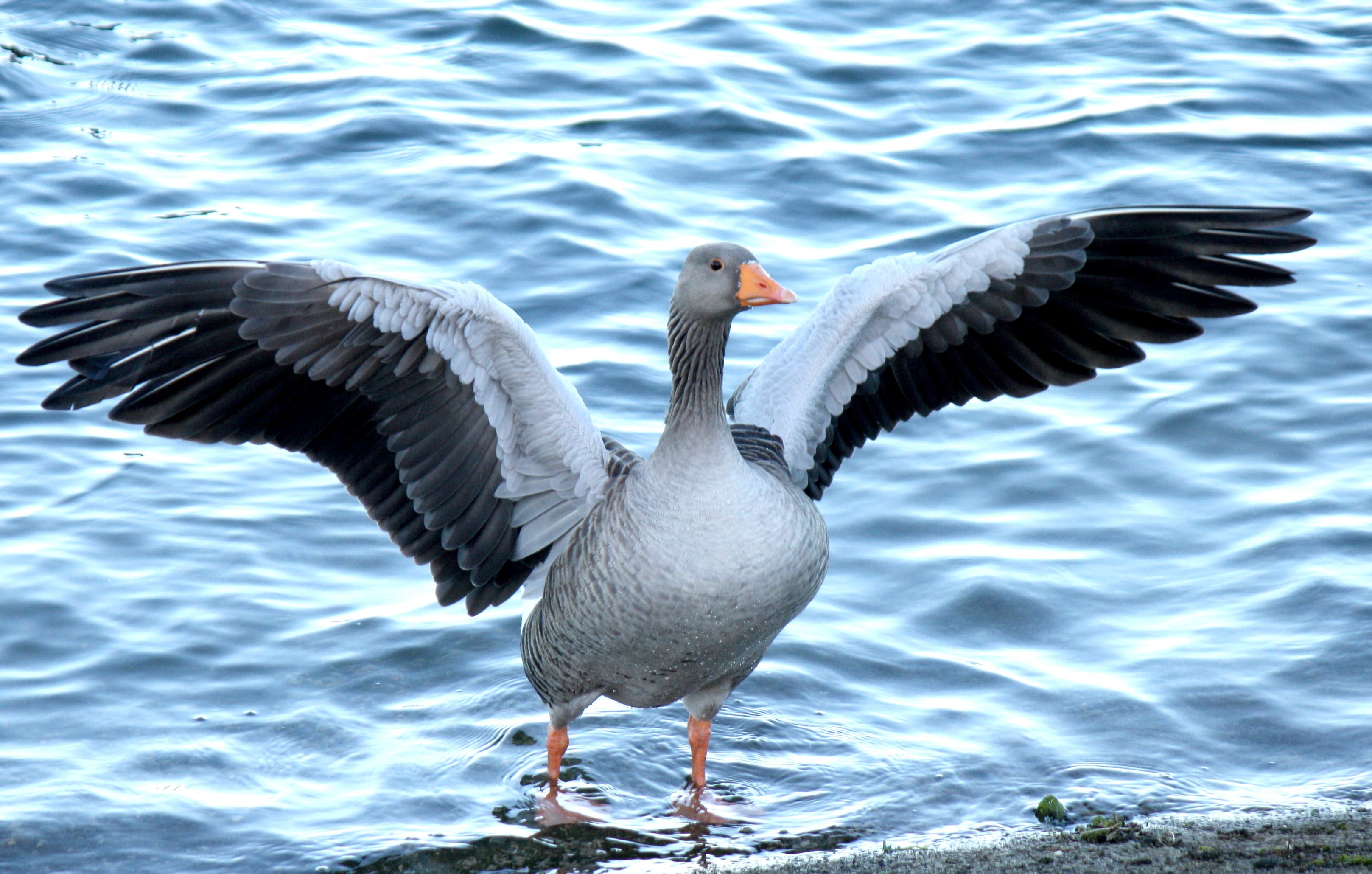 gray, 2K, bird, wings, goose, water, gray goose, nature, lake, open, wildlife, beak, near, shore, animal, HD Wallpaper