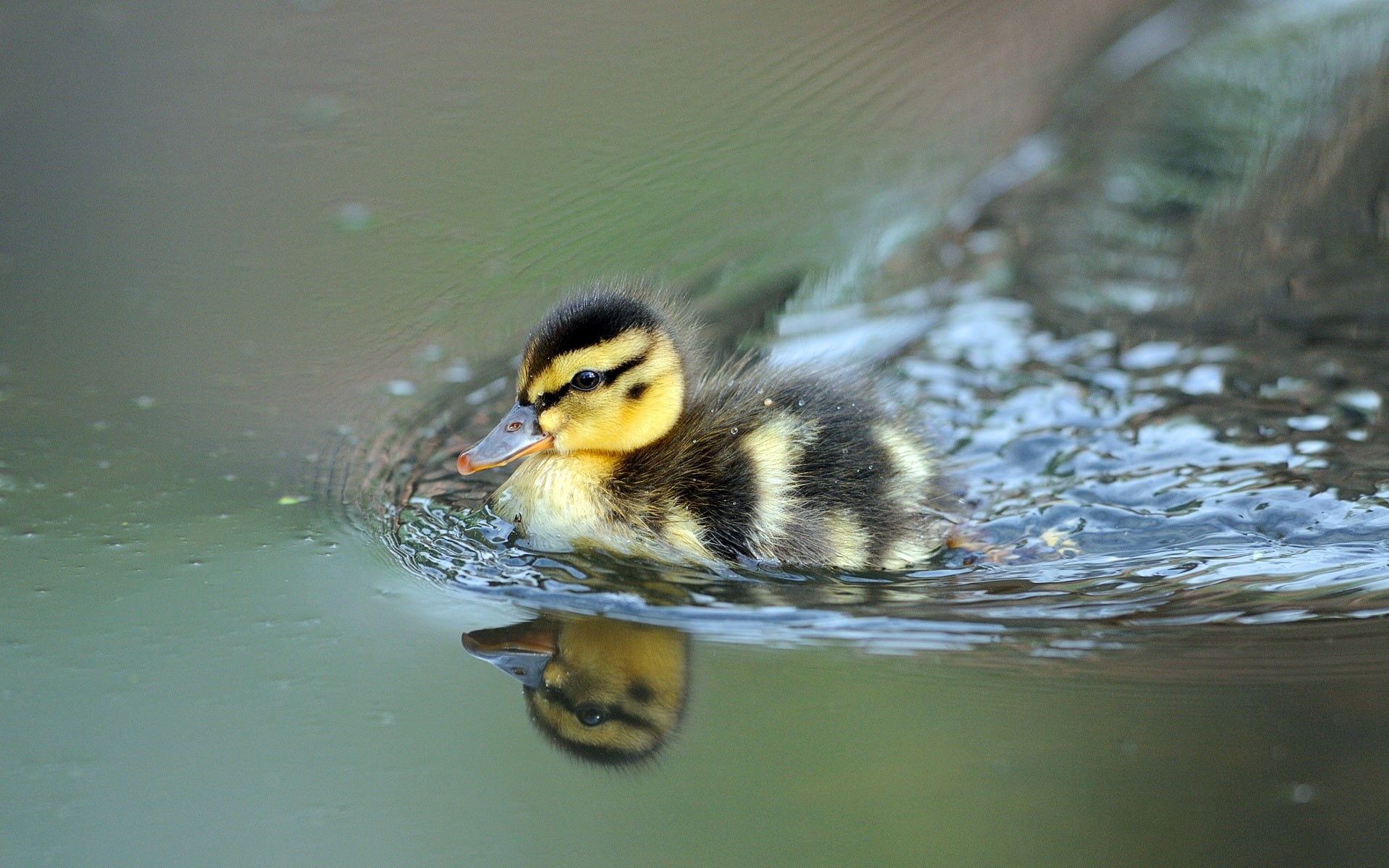 Cute, Swimming, 1080P, Little, Duck, HD Wallpaper