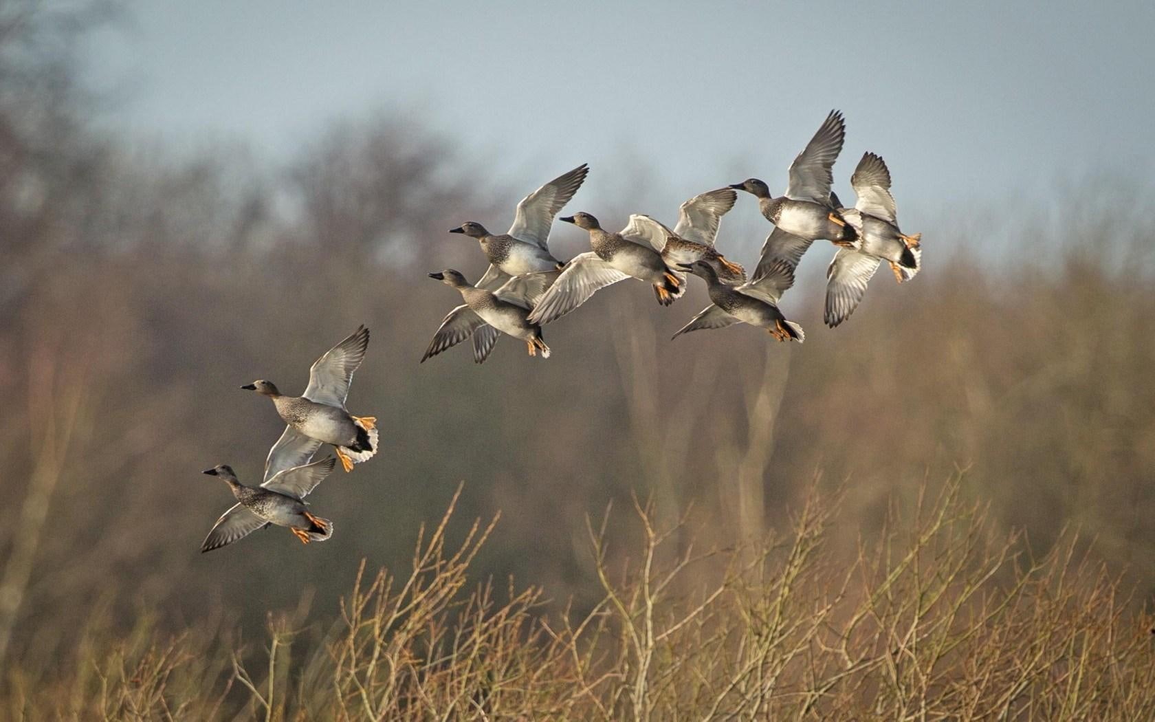 ducks, nature, 720P, birds, HD Wallpaper