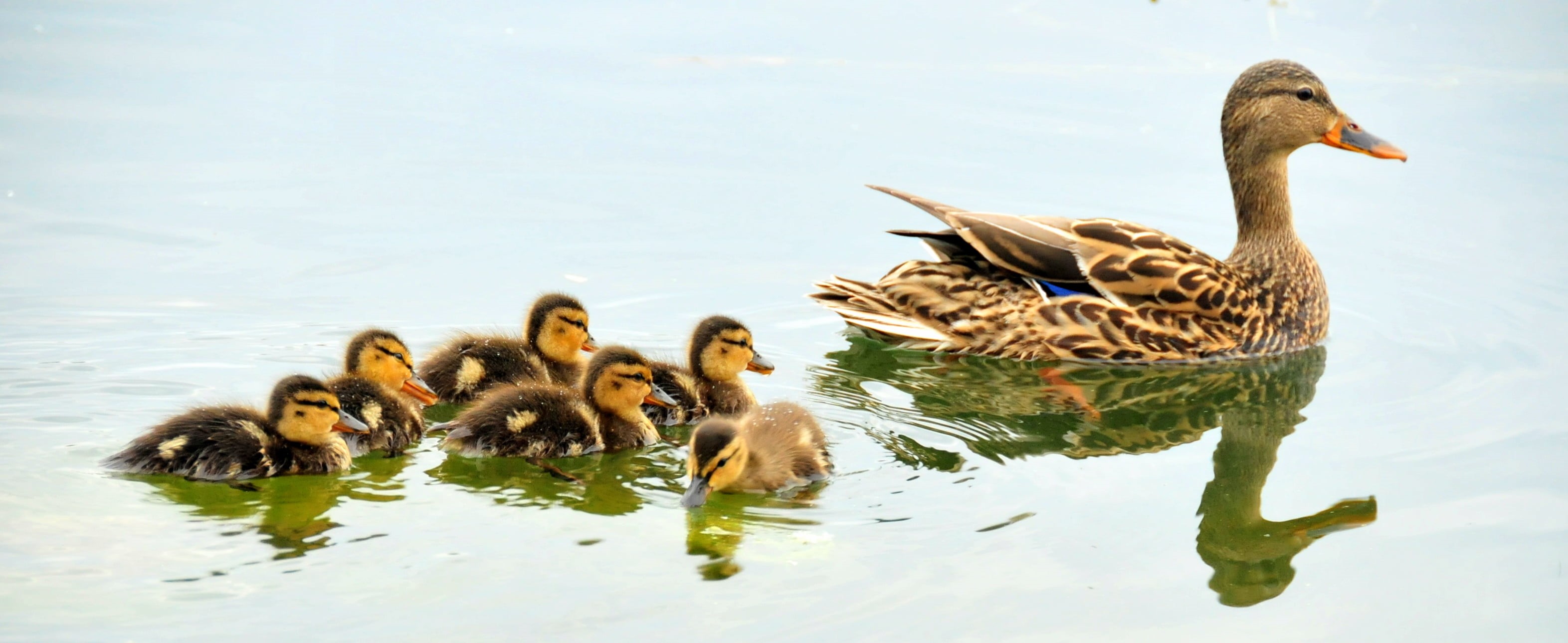 water, daytime, bird, lake, Brood, Wildlife  Conservation, pond, USFWS, near, brown, mallard Duck, body of water, FWS, National Wildlife Refuge System, HD Wallpaper